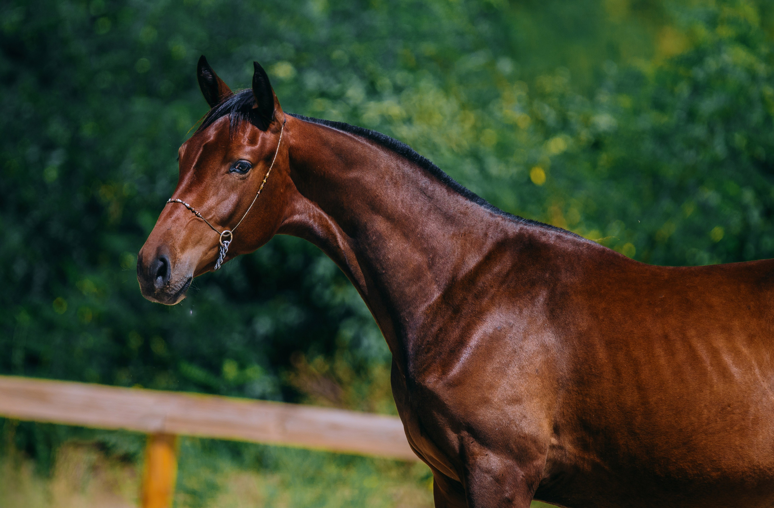 На природе. Фотограф-анималист Ксендзова Кристина