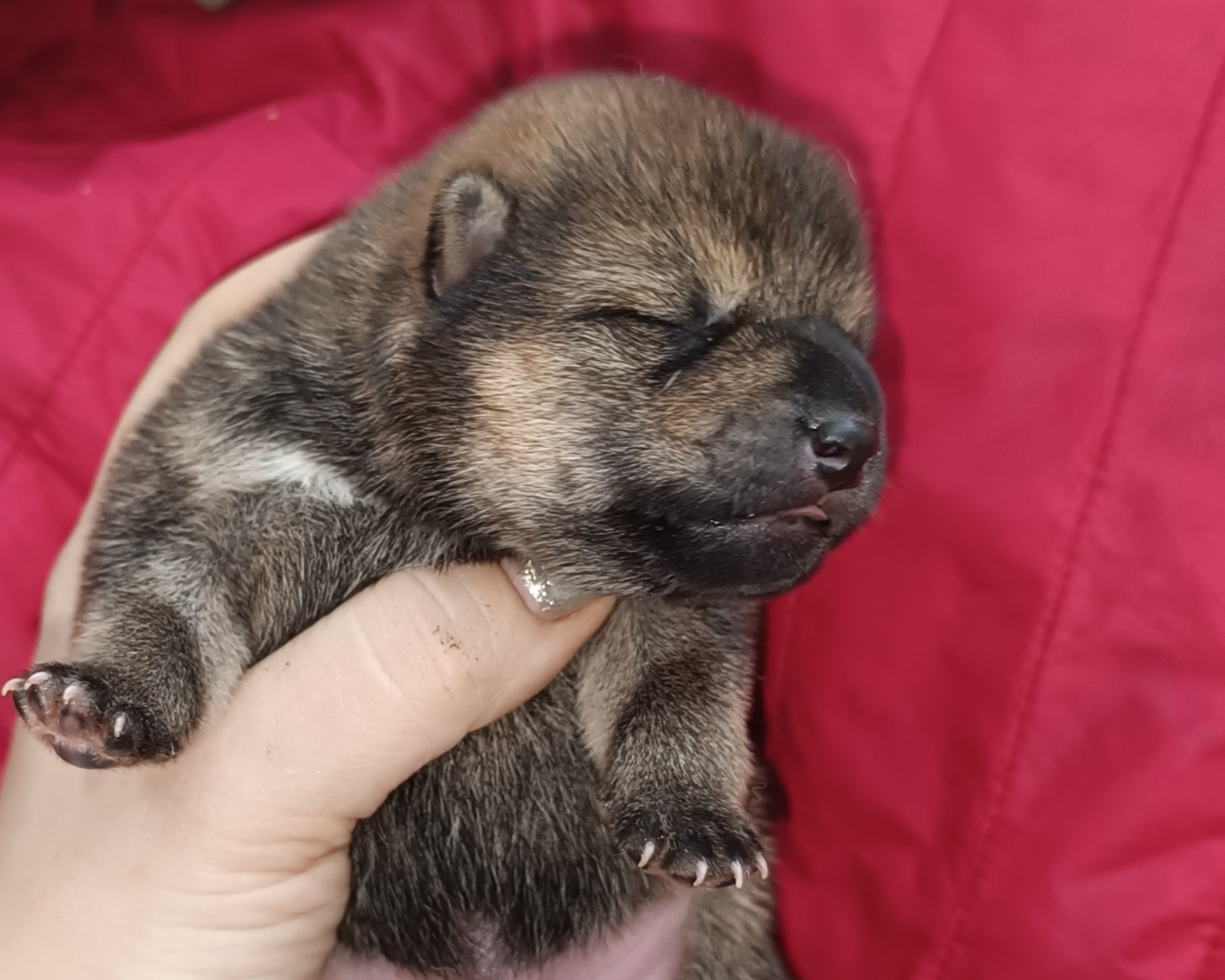 сиба питомник Рубилайт щенки на продажу rubylight  сиба щенки купить СПб Санкт-Петербург 