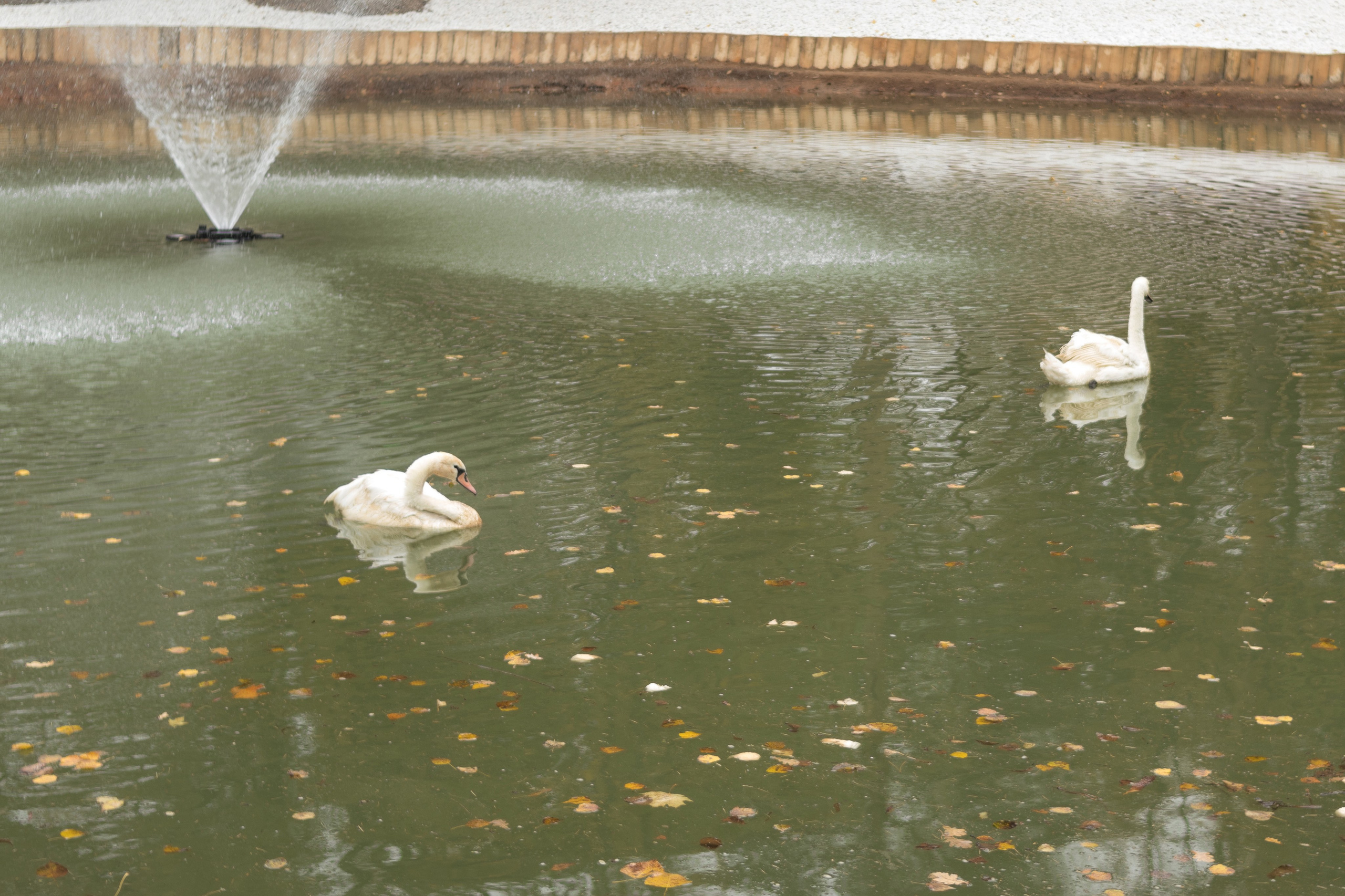 Вероника и Полина в парке им. О. Степанова октябрь 2021. Фотограф в Серпухове Наталья Руденко