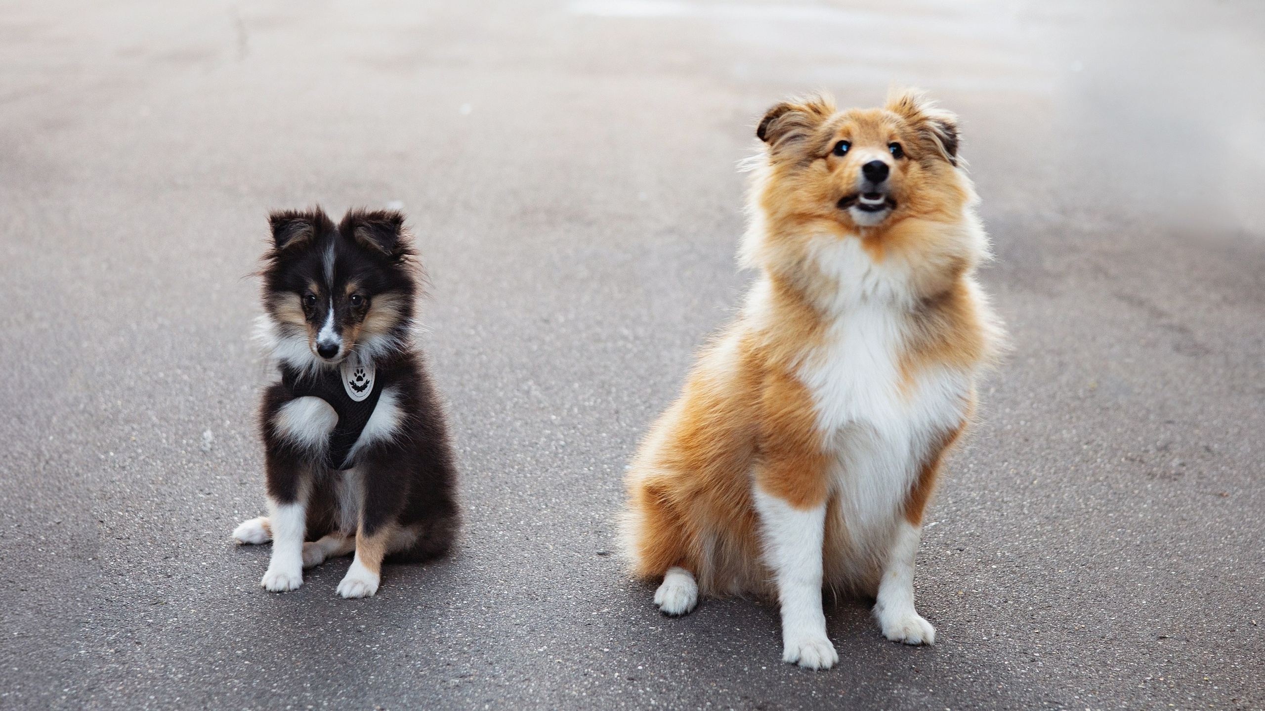 Аксель. Художник и Фотограф Тимохина Юлия