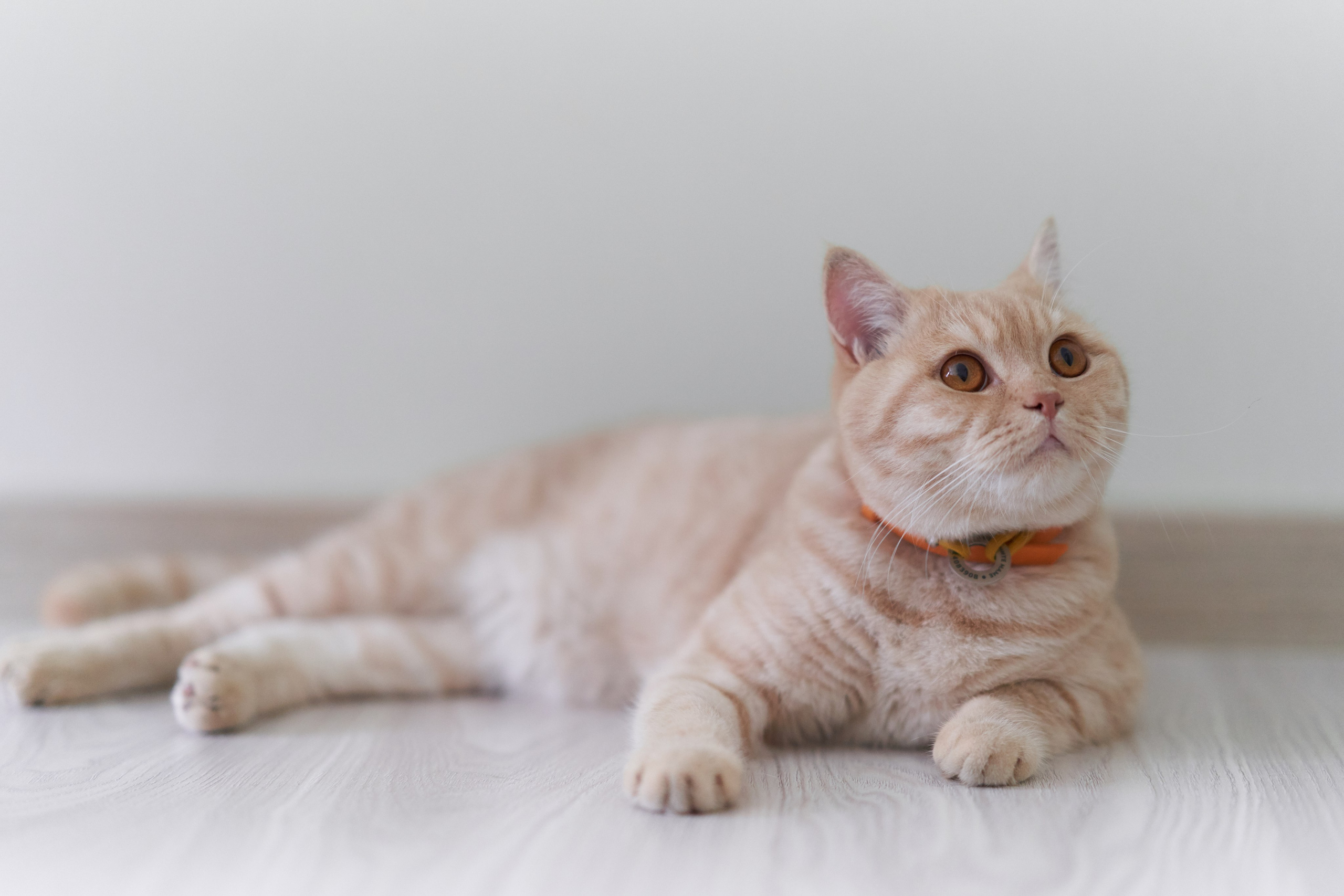 Фотосессия кота. Мужская фотосессия в СПб|Ирина Курманаева