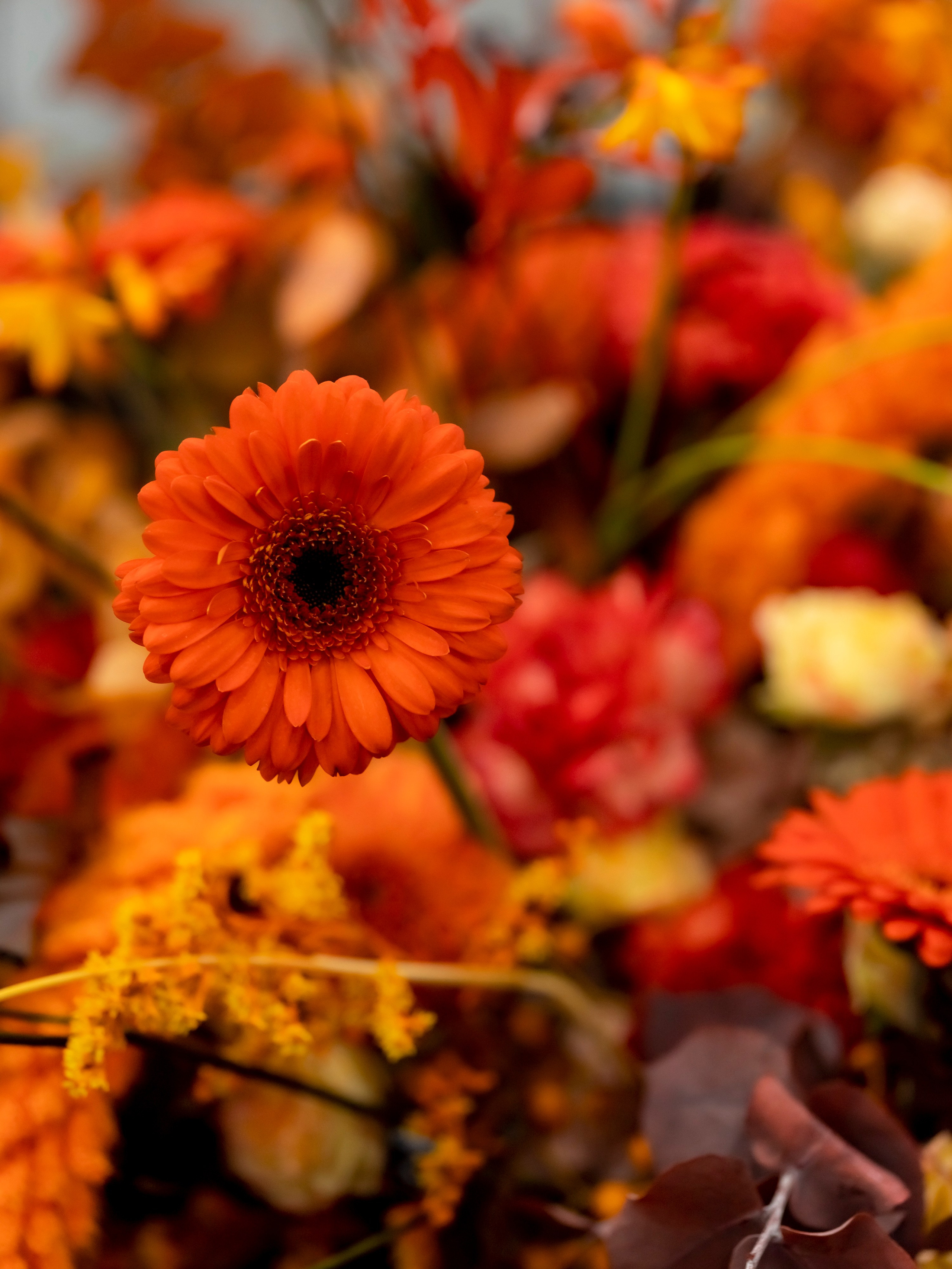 Цветы-Экспо 2023. Фотосессии и репортаж — Фотограф в Москве — Рина Серёгина