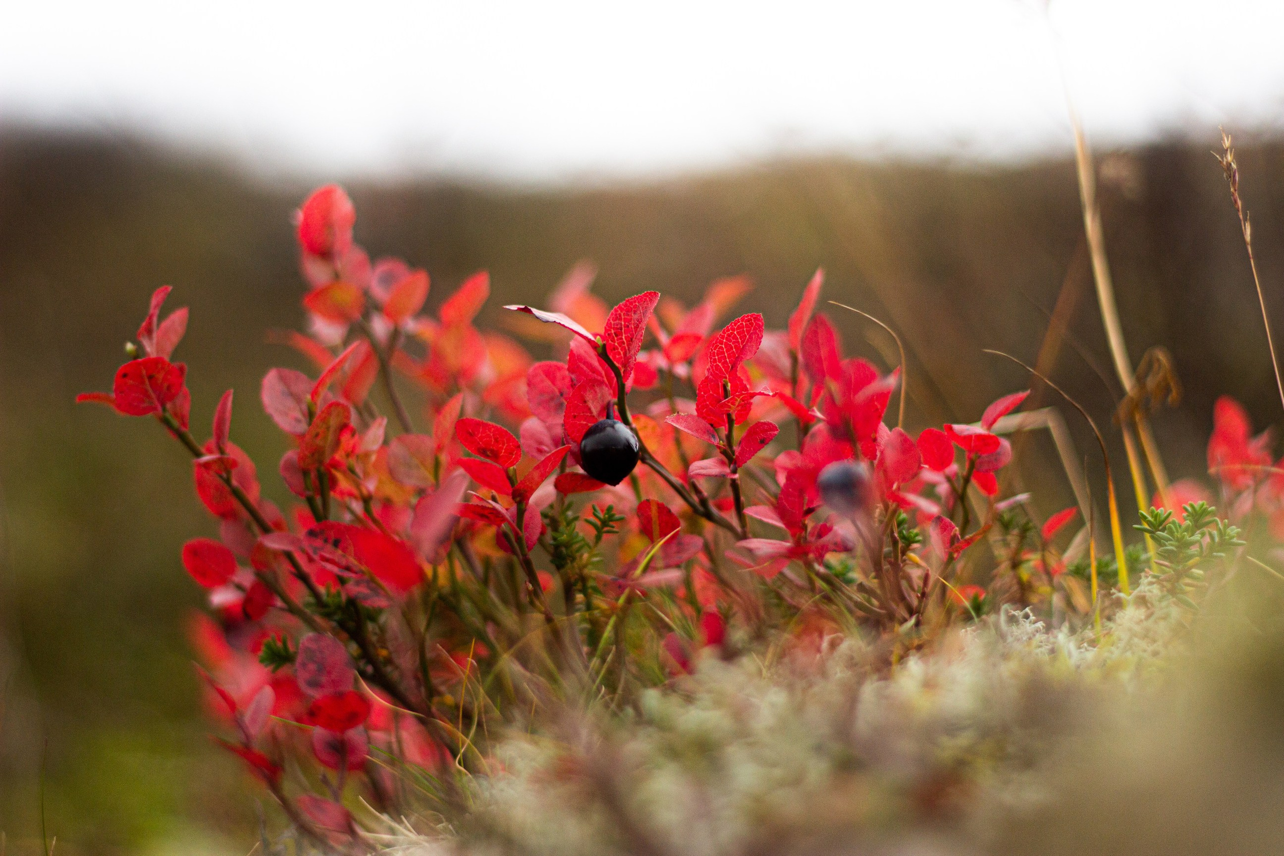 Станция Собь. Фотограф Екатерина Зорина