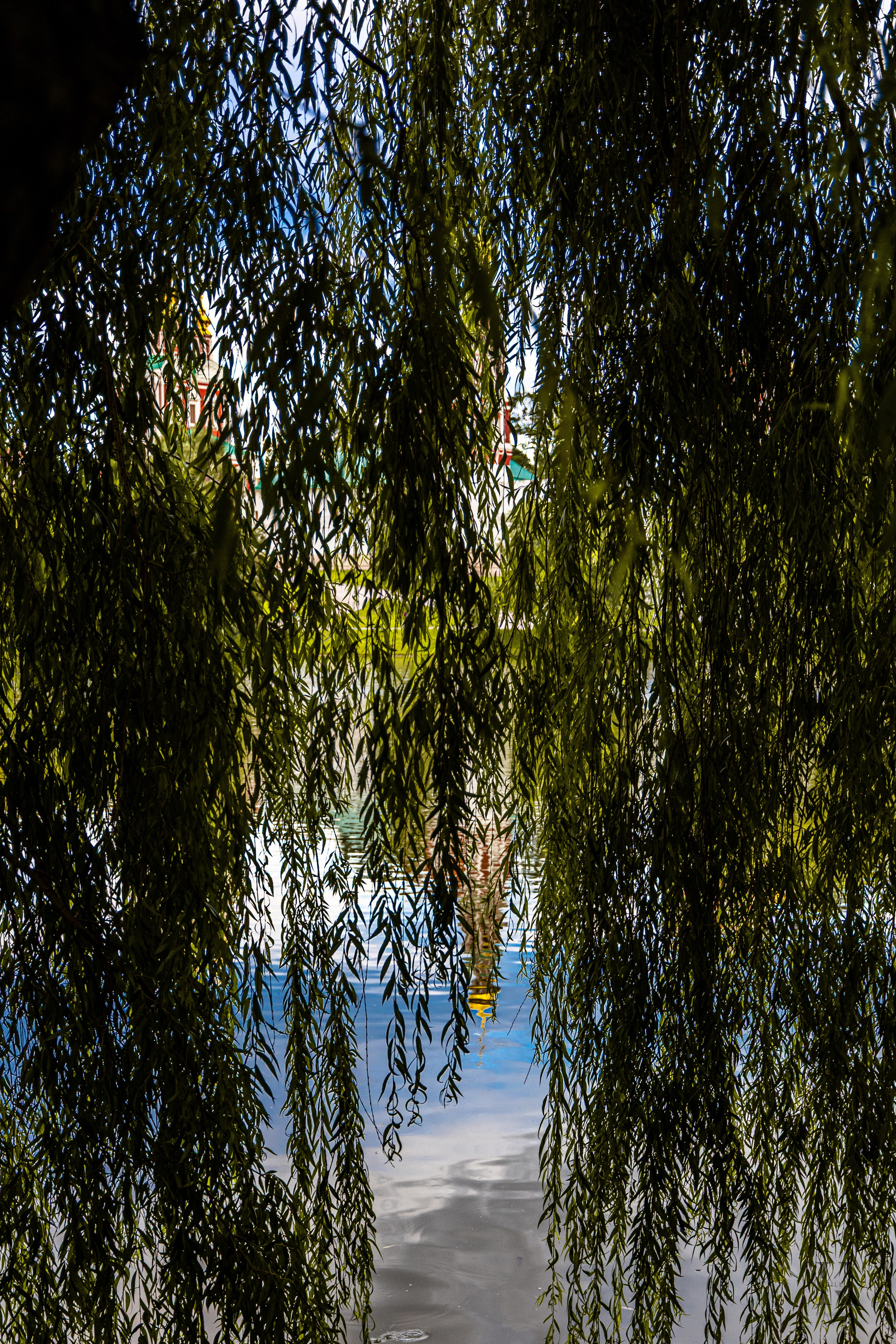 Москва. Новодевичий монастырь. Август 2025. Фотографирую жизнь! Московский фотограф волонтер