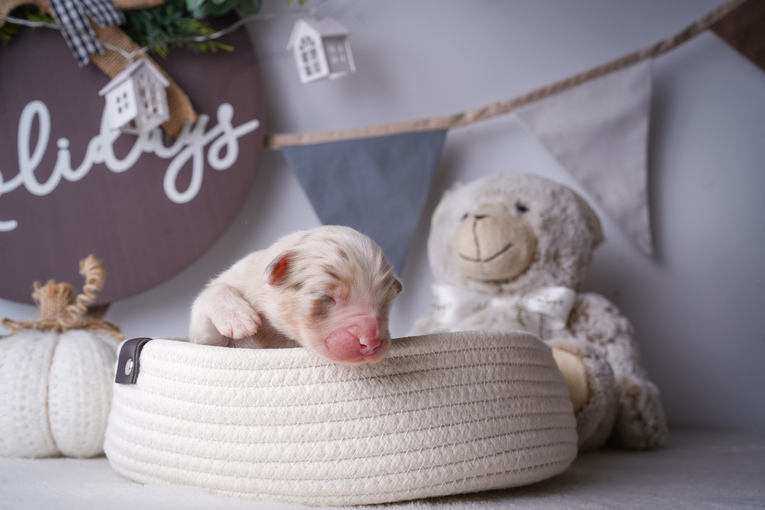Щенули аусси. Фотограф-анималист в Санкт-Петербурге Яна Мартынова