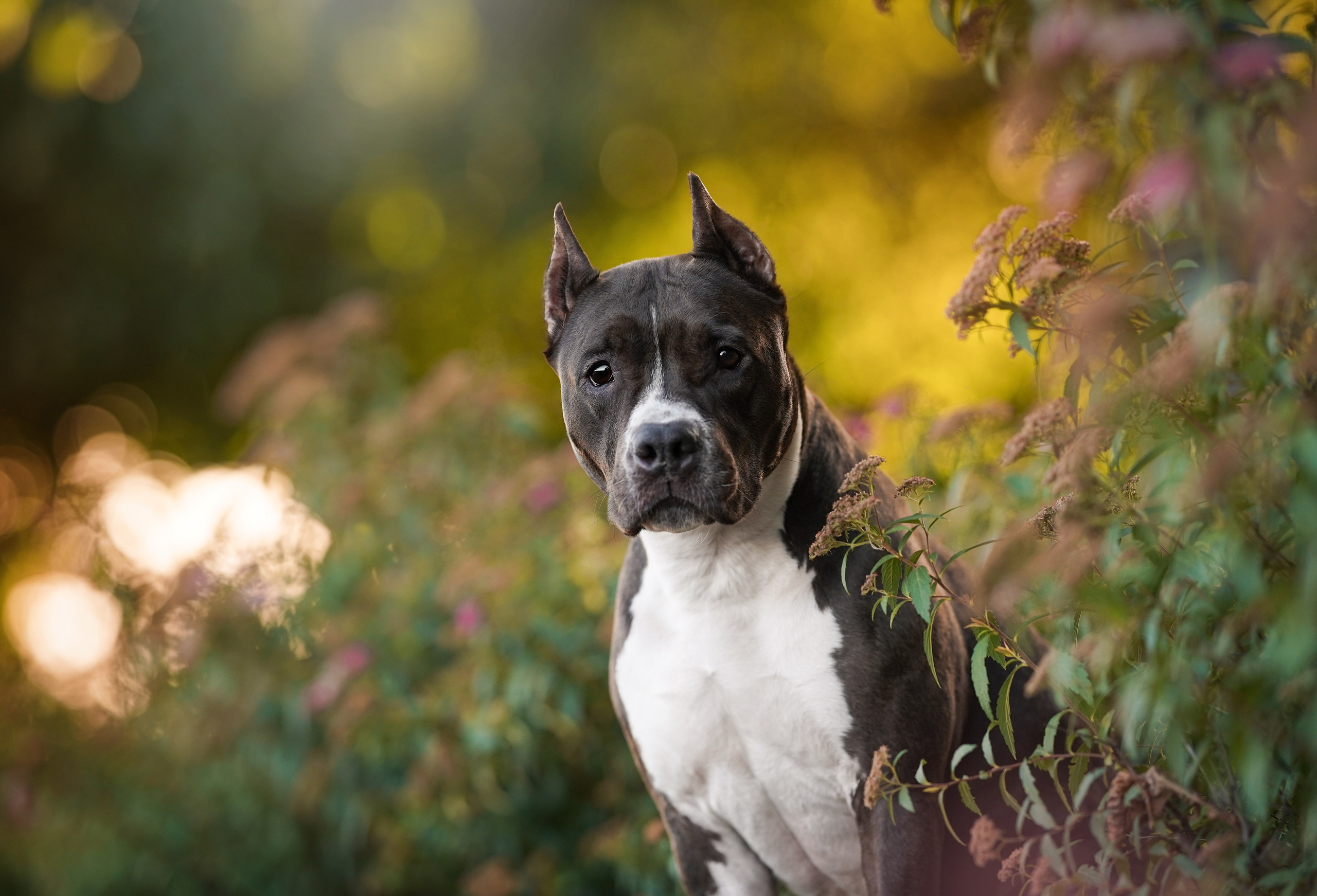 Аня Терентий и Кайли. Фотограф-анималист в Санкт-Петербурге Яна Мартынова