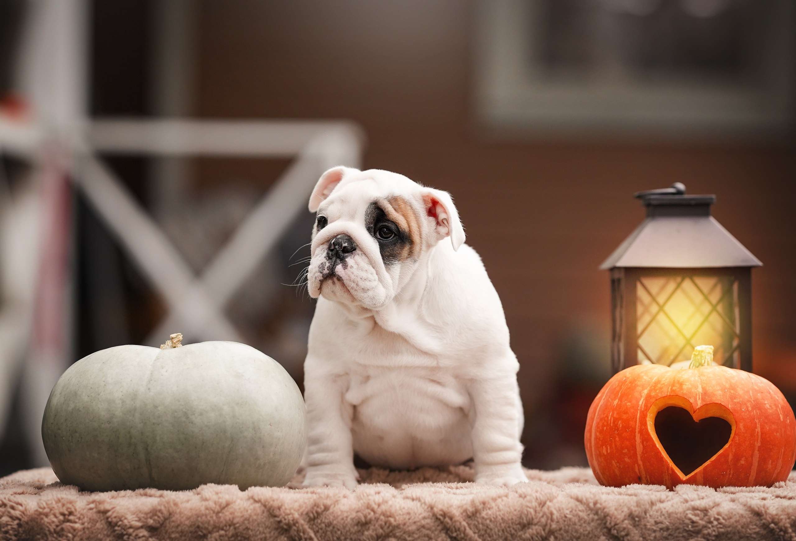 Щенки бульдога. Фотограф-анималист в Санкт-Петербурге Яна Мартынова