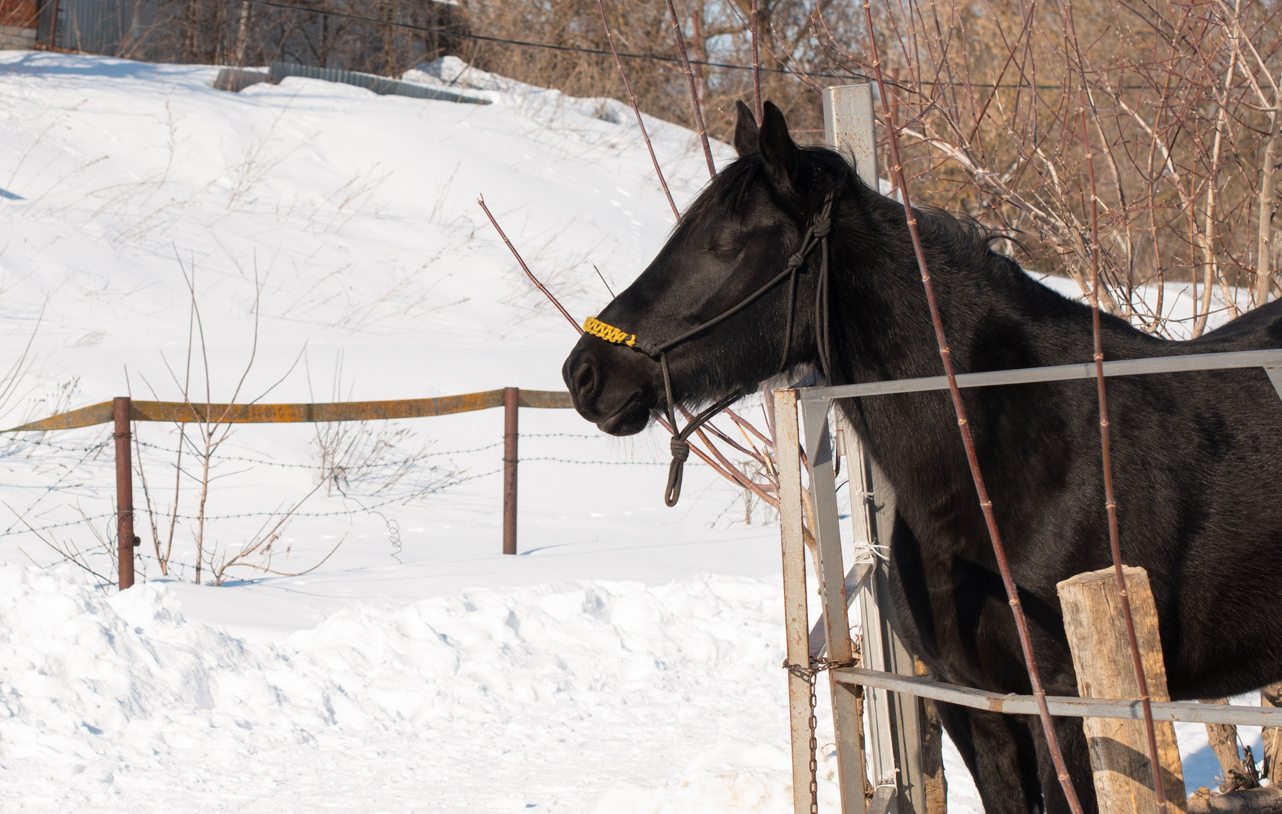 Масленичные гулянья в Боковке. Конный фотограф в Саратове Юлия Иванова
