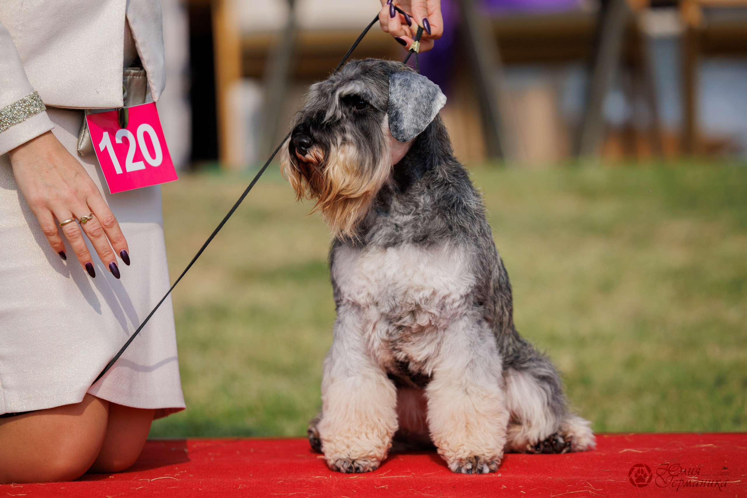 Армения,Ереван 3хCACIB 15-17.10.2024. Фотограф-анималист Юлия Германика