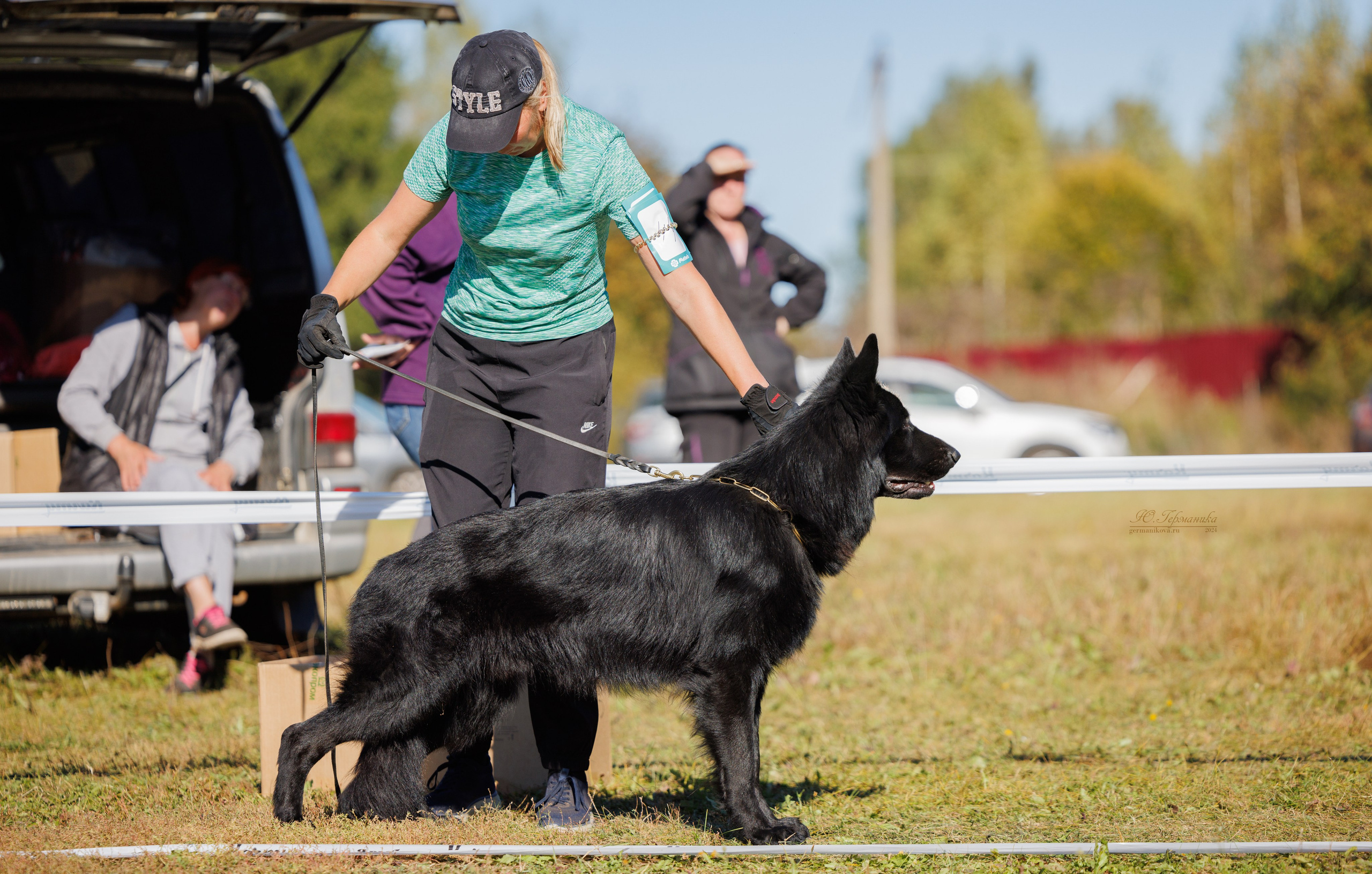 Тверь немецкие овчарки 22.09.2024. Фотограф-анималист Юлия Германика