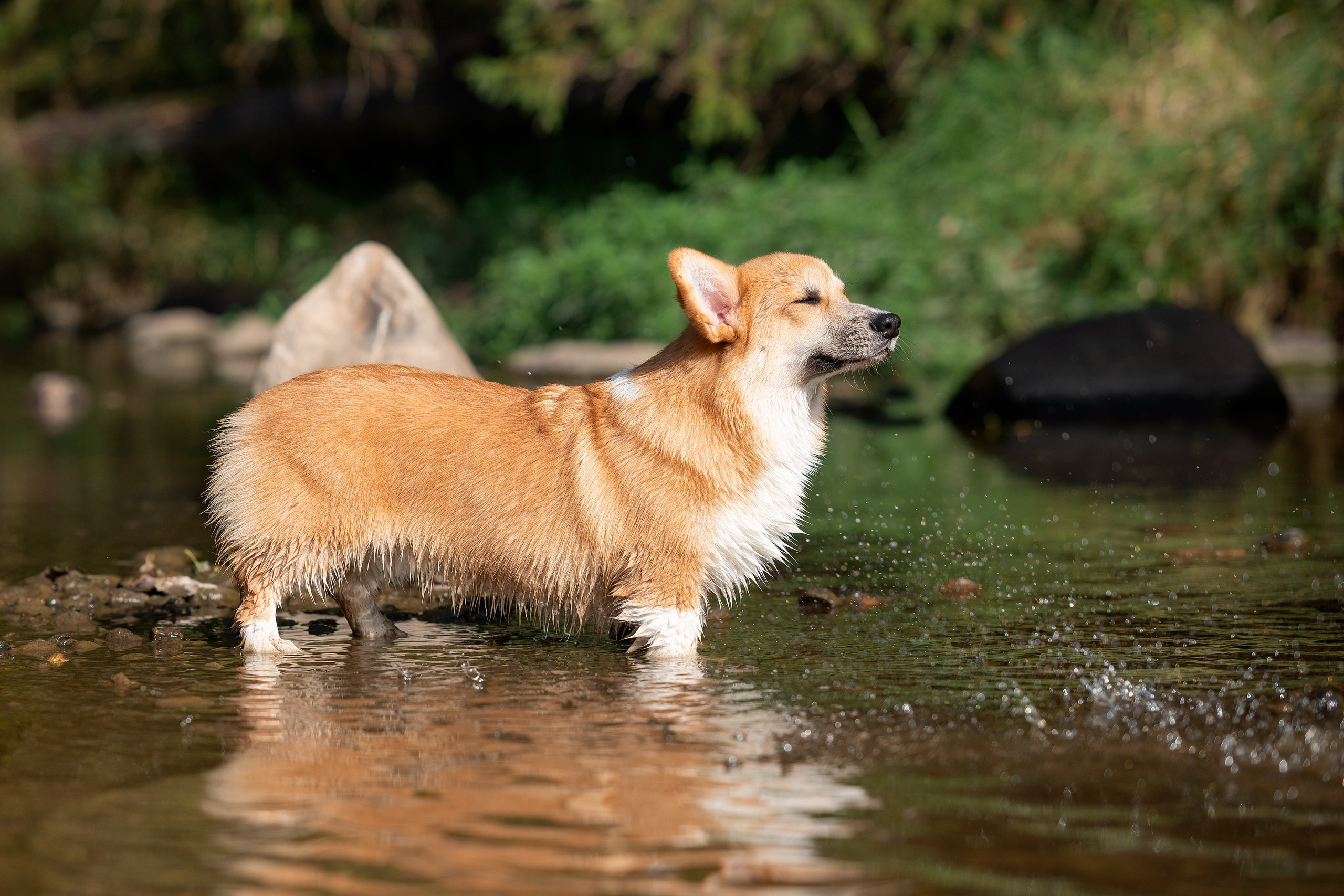 Заводчик Ольга Кушкина. Творческий фотограф Вологда