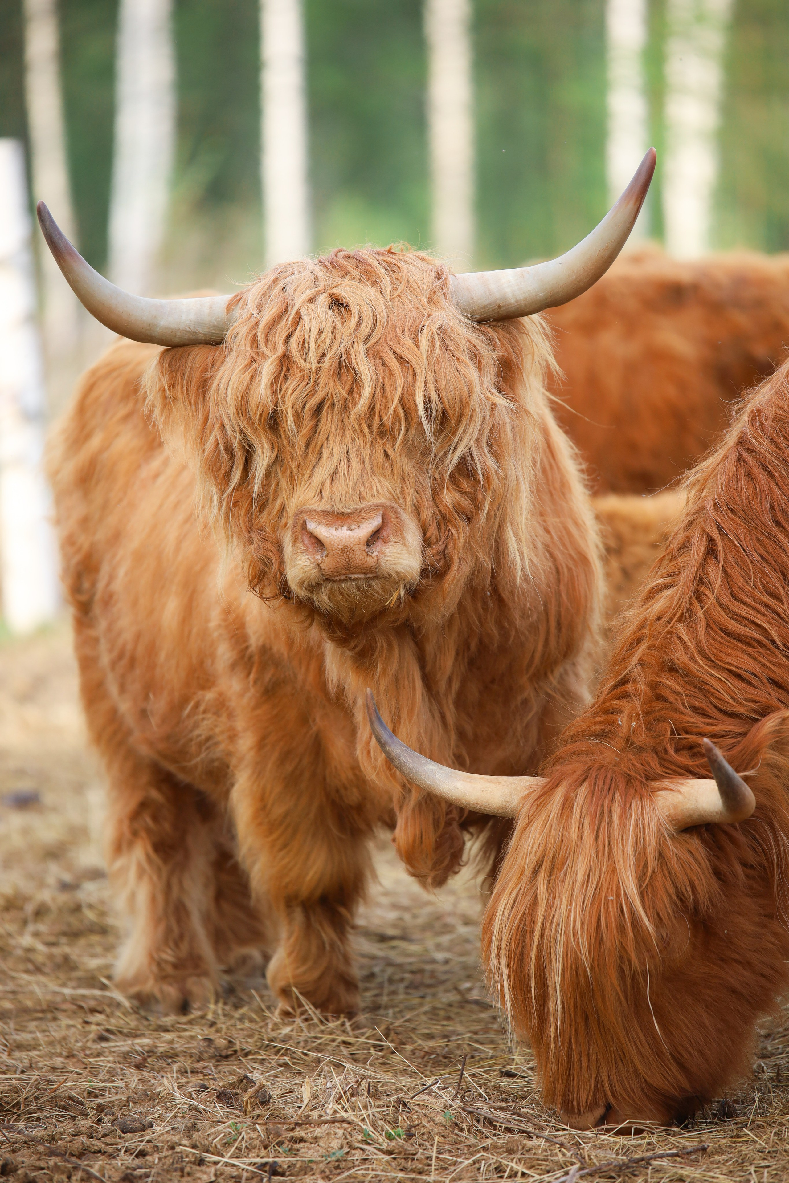 Животные. Фотограф в Москве Бастракова Юлия