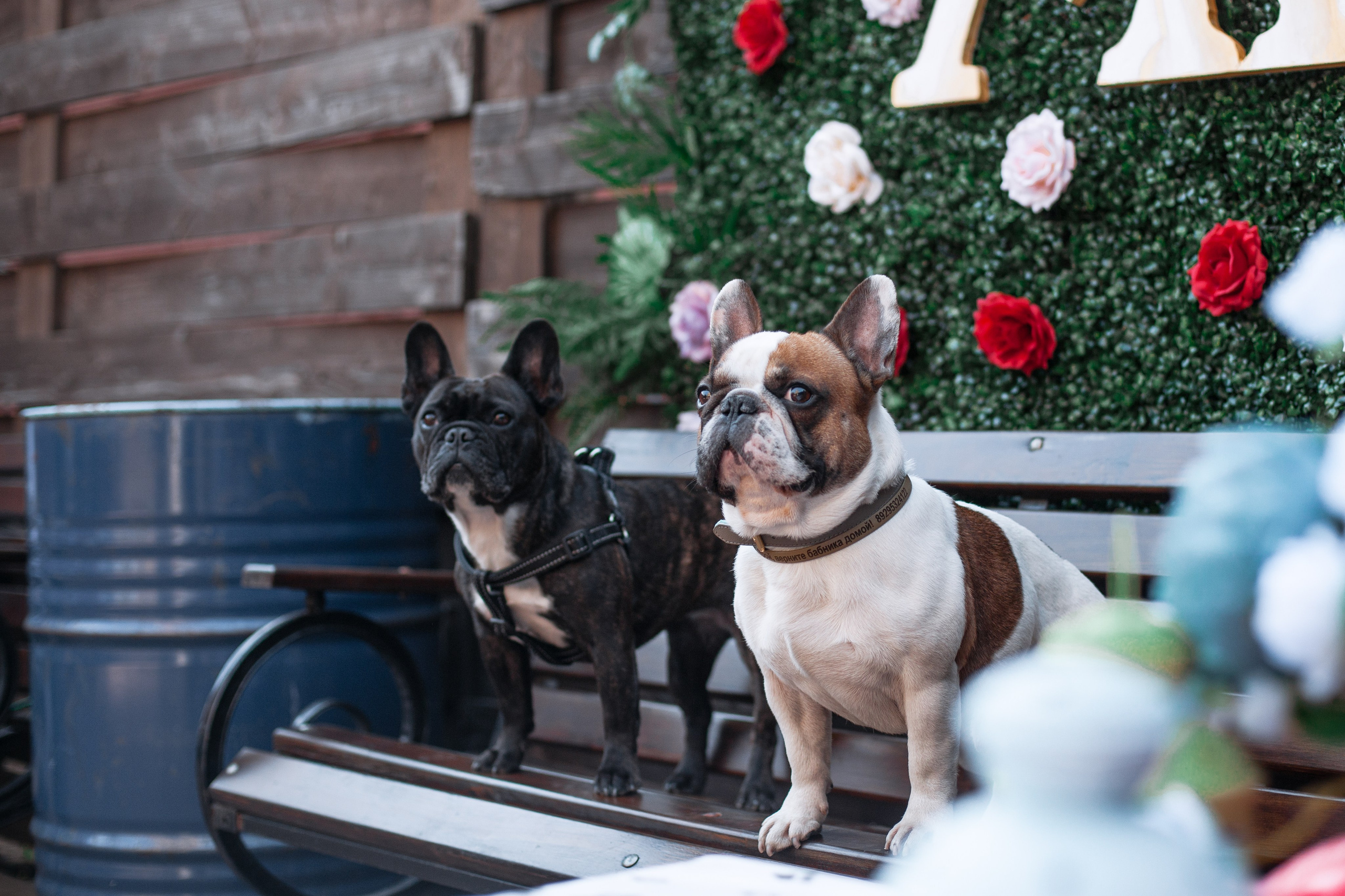 Бульбалл 23.04.2023. Фотограф-анималист Татьяна Степанова