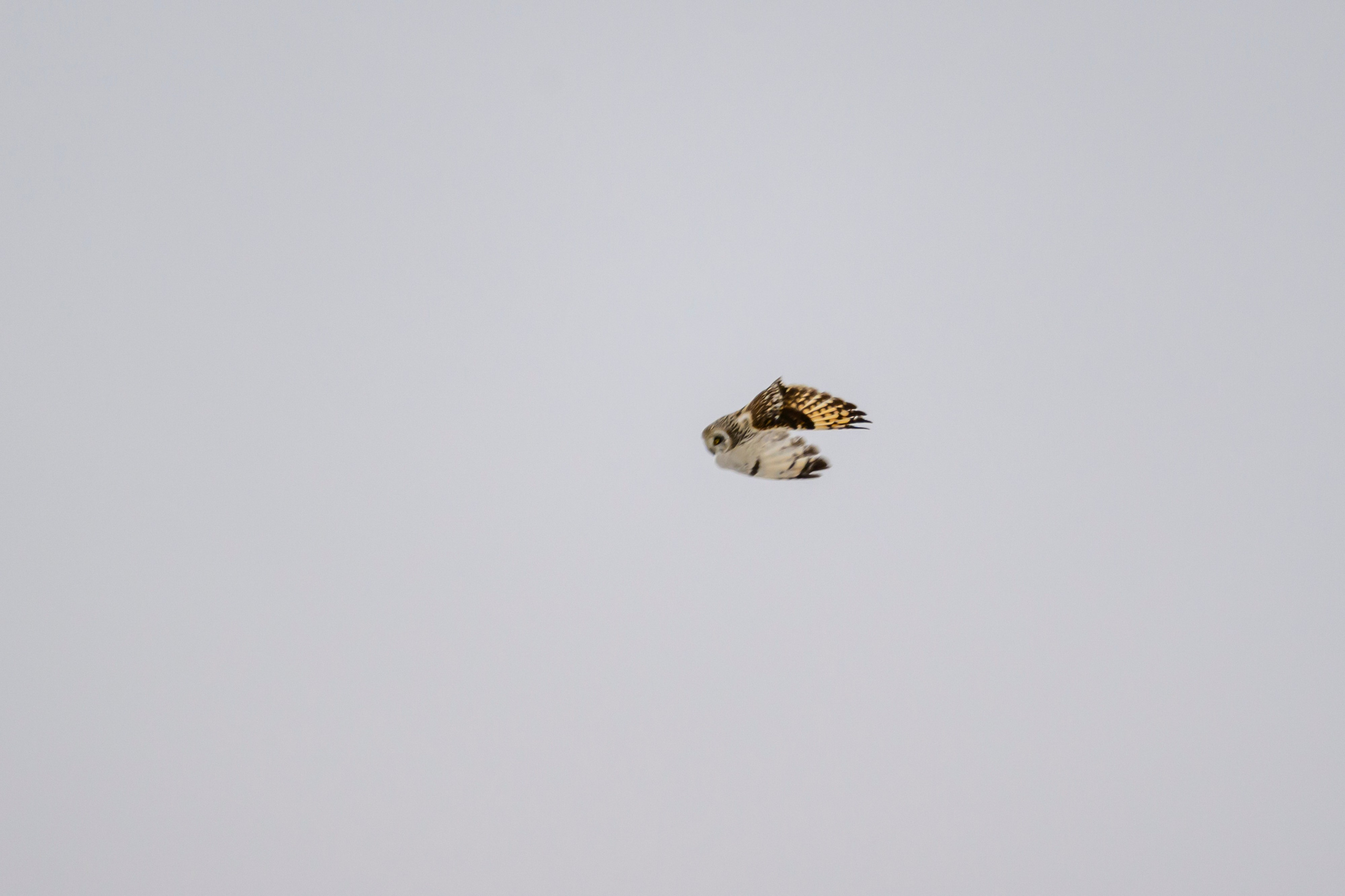 Болотная сова. Wildlife photography by Sergey Puponin