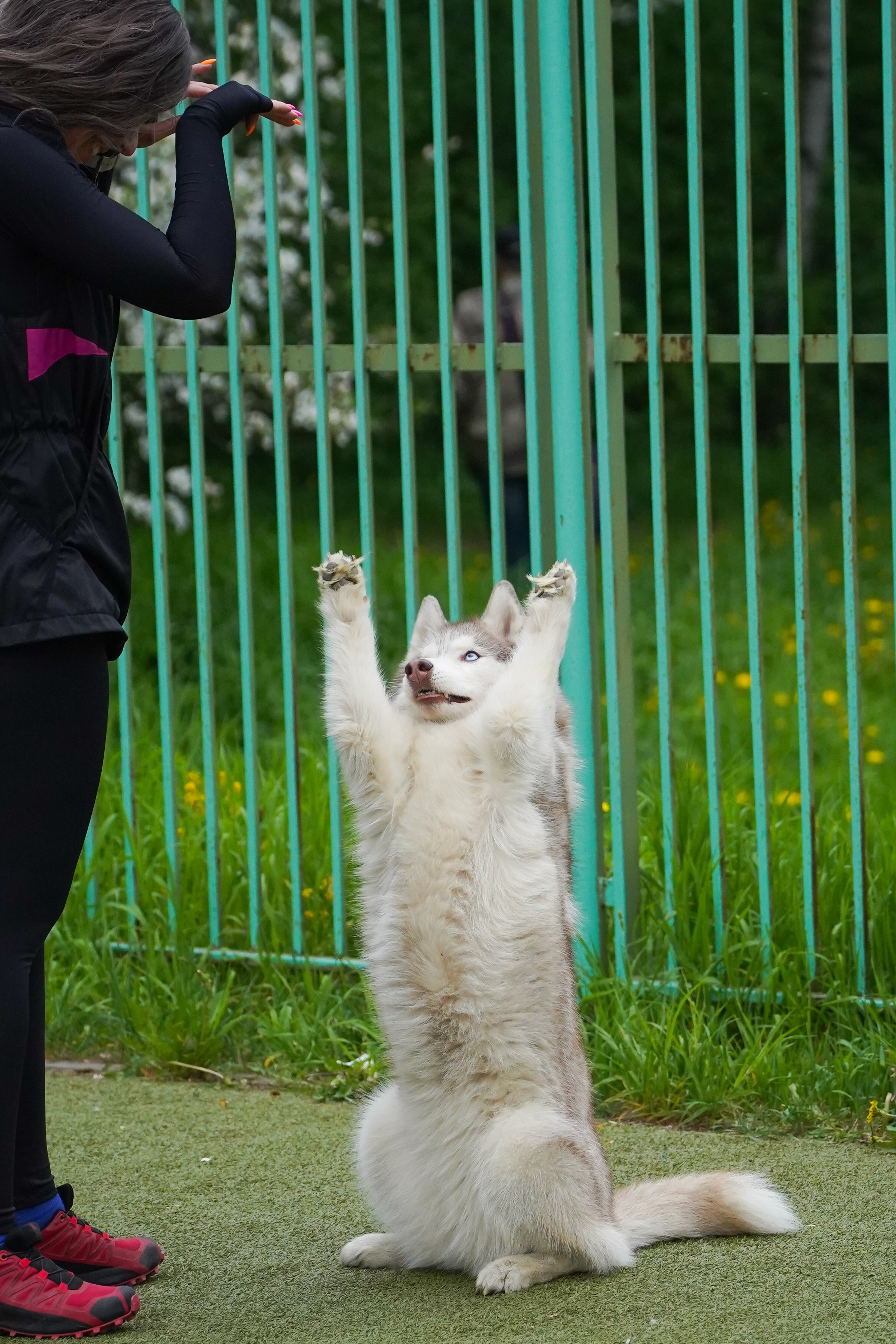 Аджилити 25.05.24, Санкт-Петербург. Фотограф-анималист Анастасия Большакова
