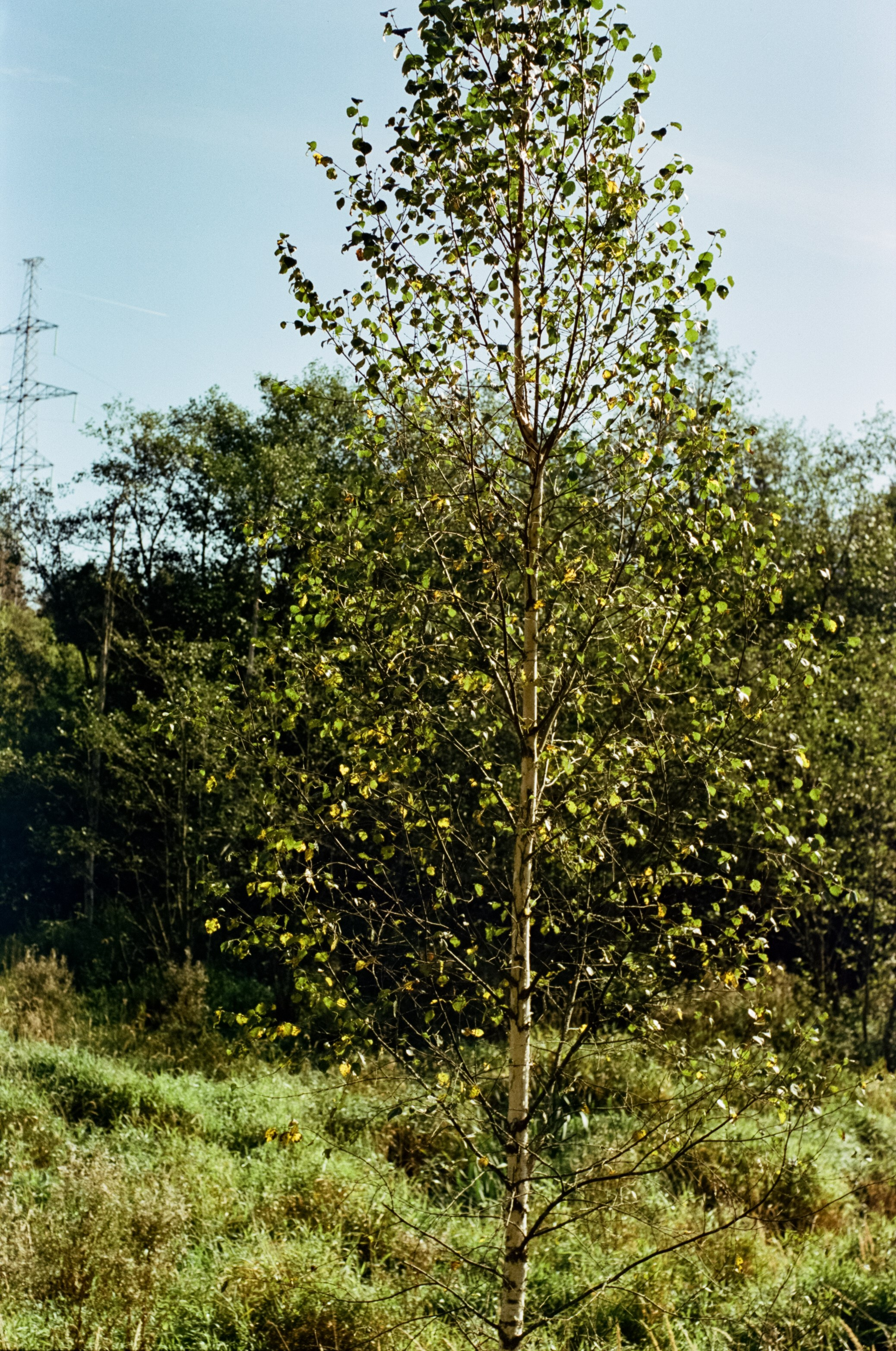 Mamiya-Sekor C 45mm f2.8 N обзор и примеры фотографий