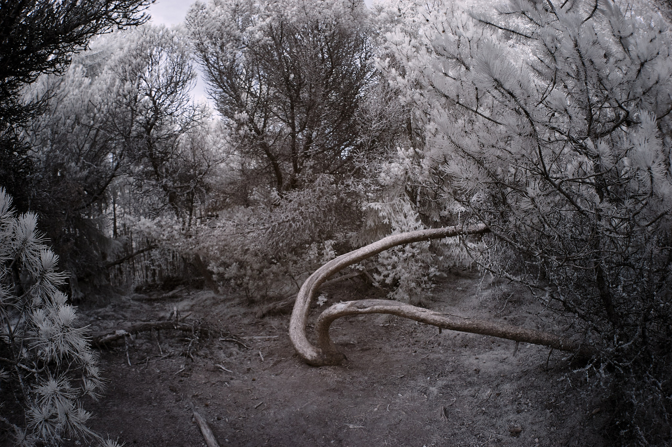 Infrared Photography. Solofilms