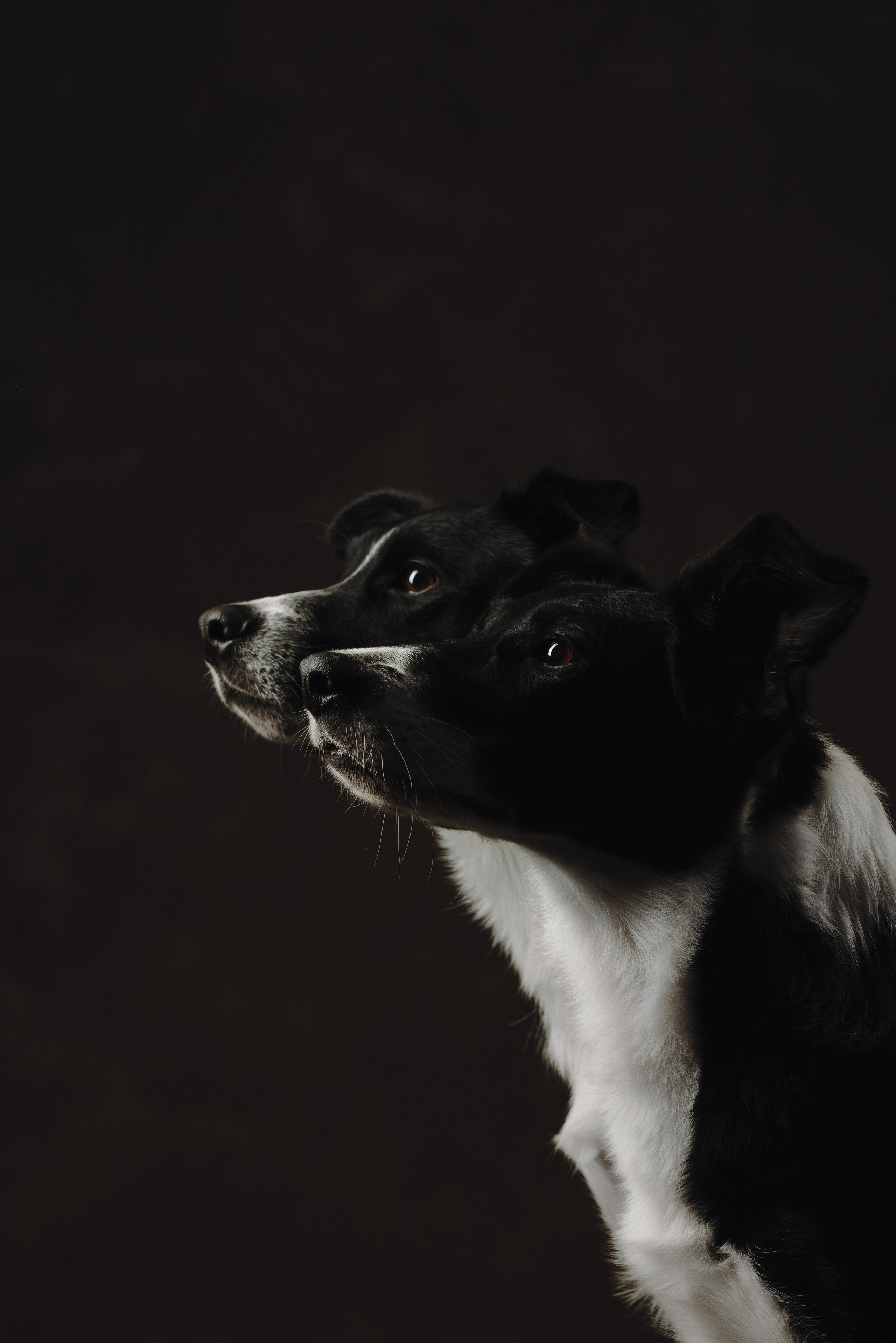 Бордер-колли. Фотограф анималист Осипчикова Мария