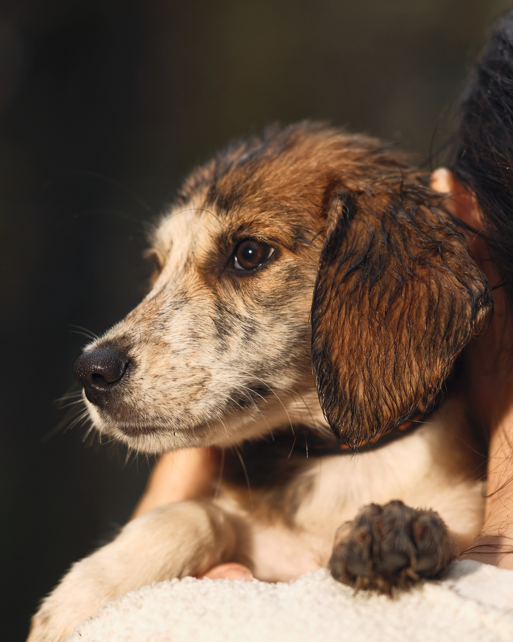 Фото с животными альбом. Фотограф в Москве — Галунина Кристина