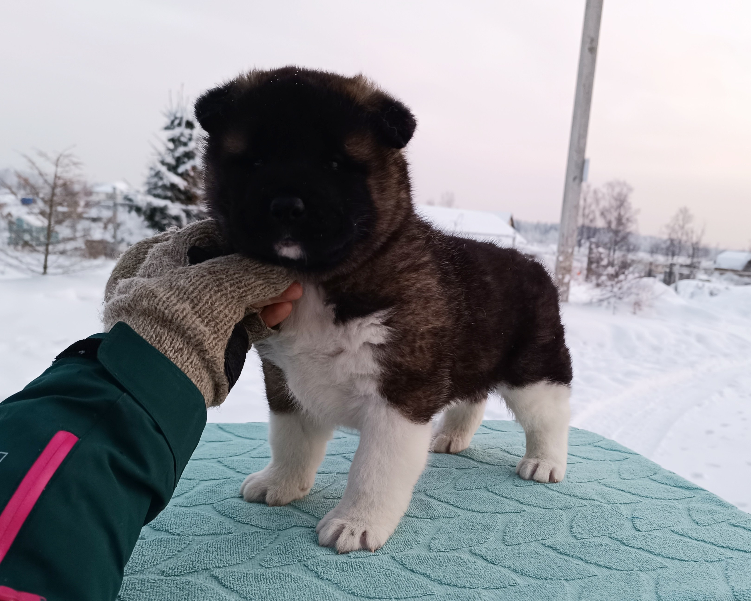 Rubylight Ctsar'. Американская акита I Сиба ину I Питомник RUBYLIGHT