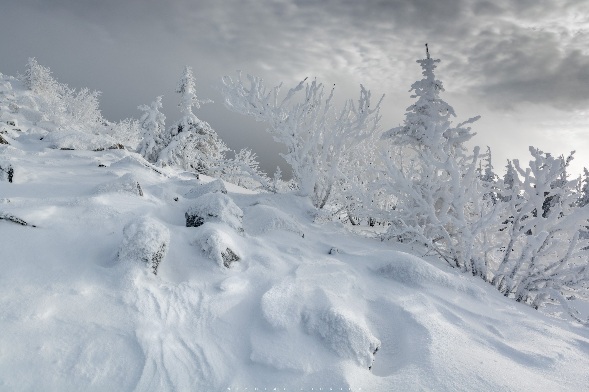 Ели зимнего леса на горе Белая покрыты пушистым снегом и сияют в лучах солнца.