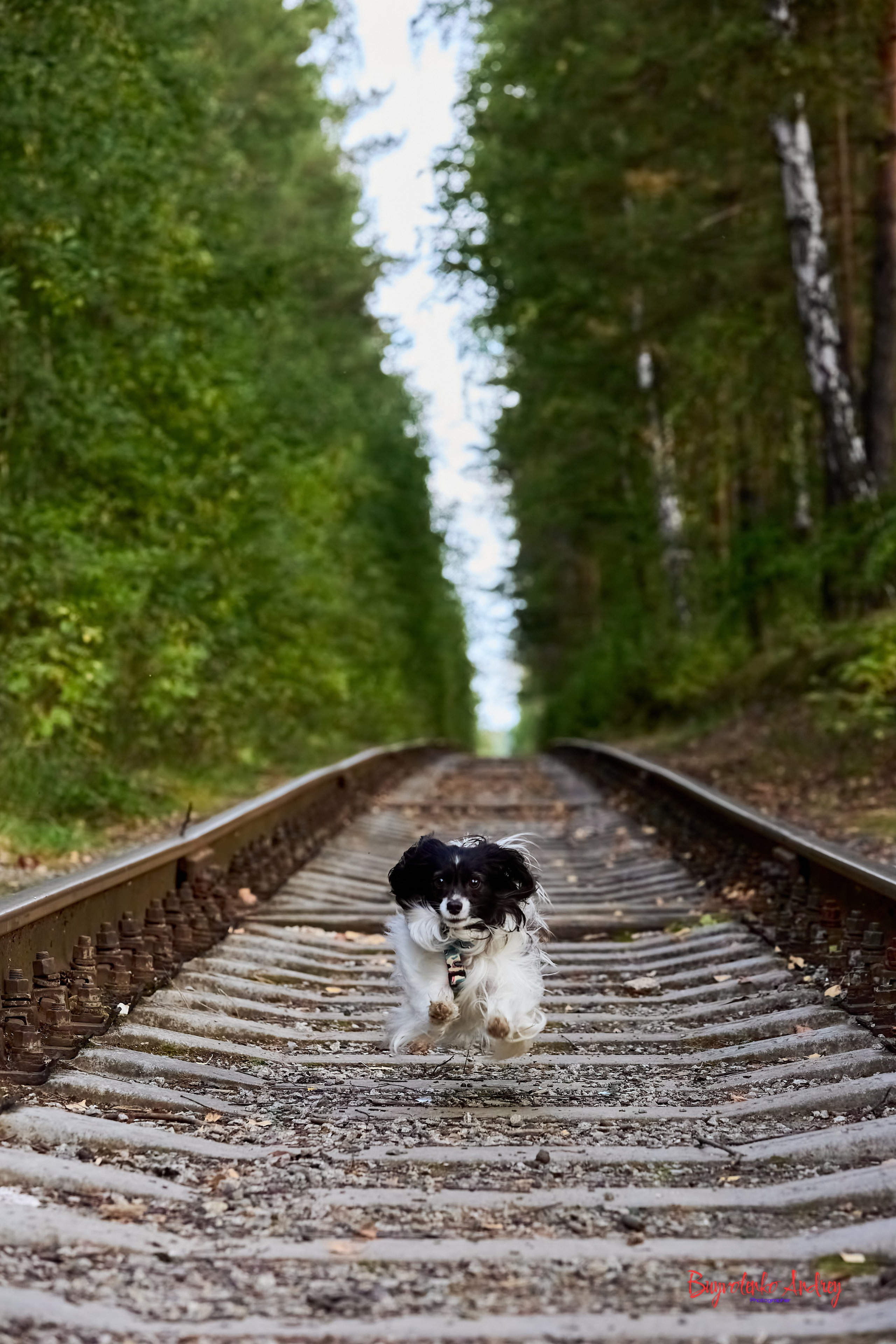 Фотопрогулка с хвостиком. Buyvolenko Andrey