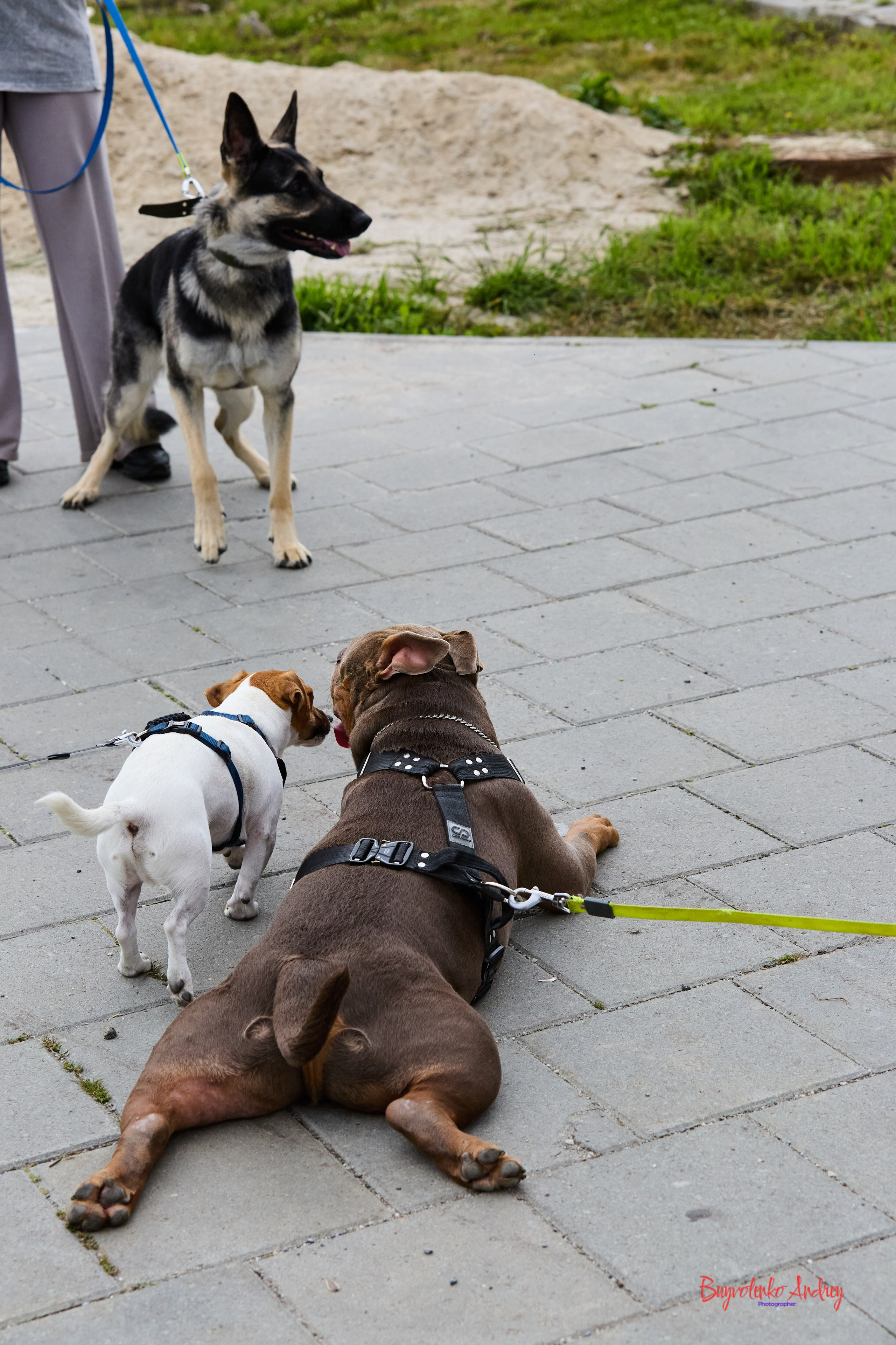 Проект фотопрогулка с хвостиком. Buyvolenko Andrey