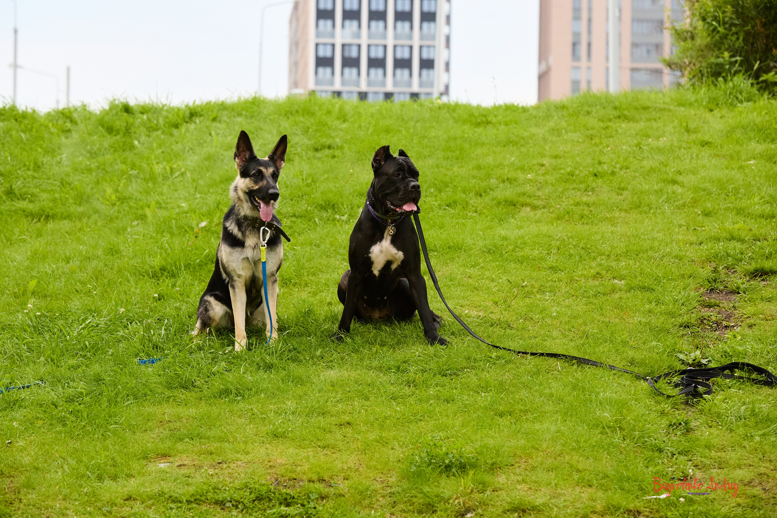 Проект фотопрогулка с хвостиком. Buyvolenko Andrey