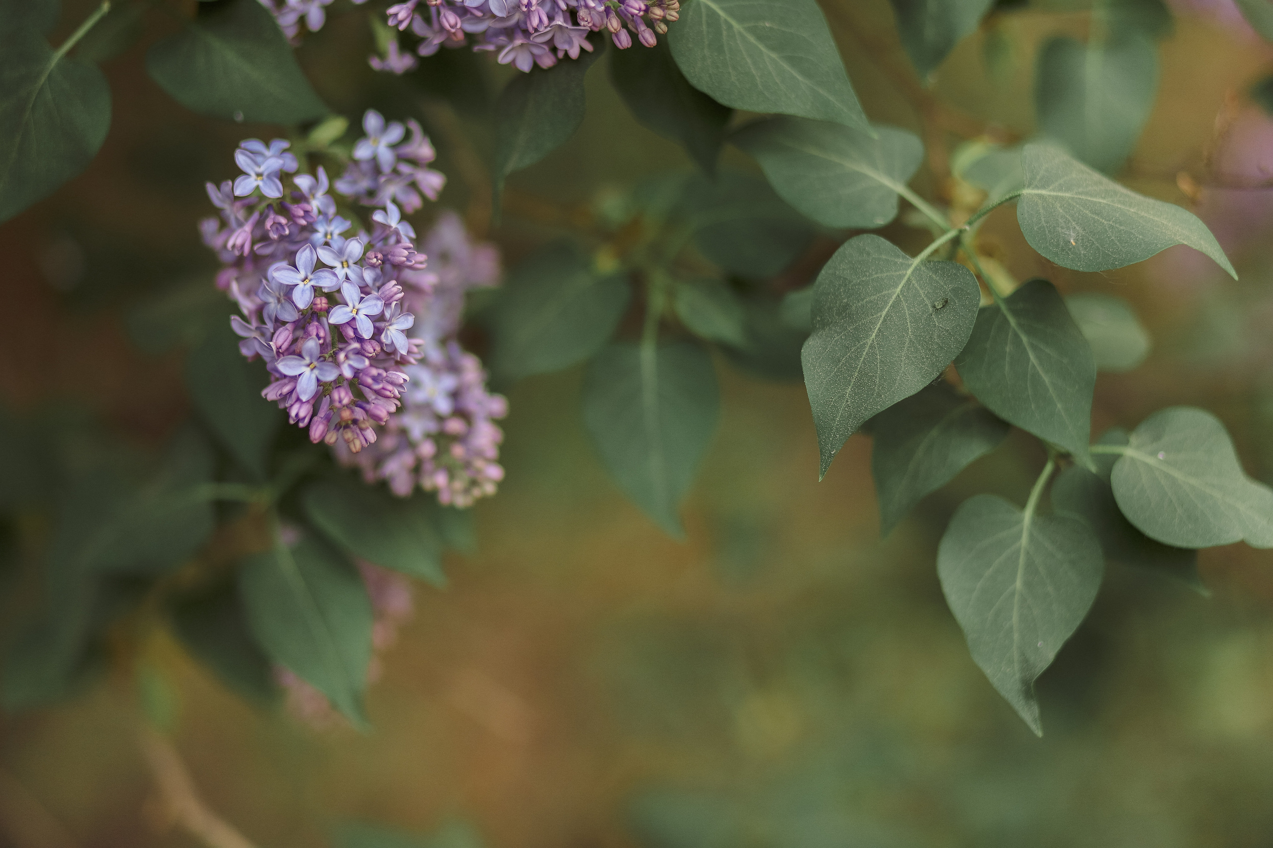 Марина и Данил. Свадебный и семейный фотограф в Челябинске Юлия Ишимова
