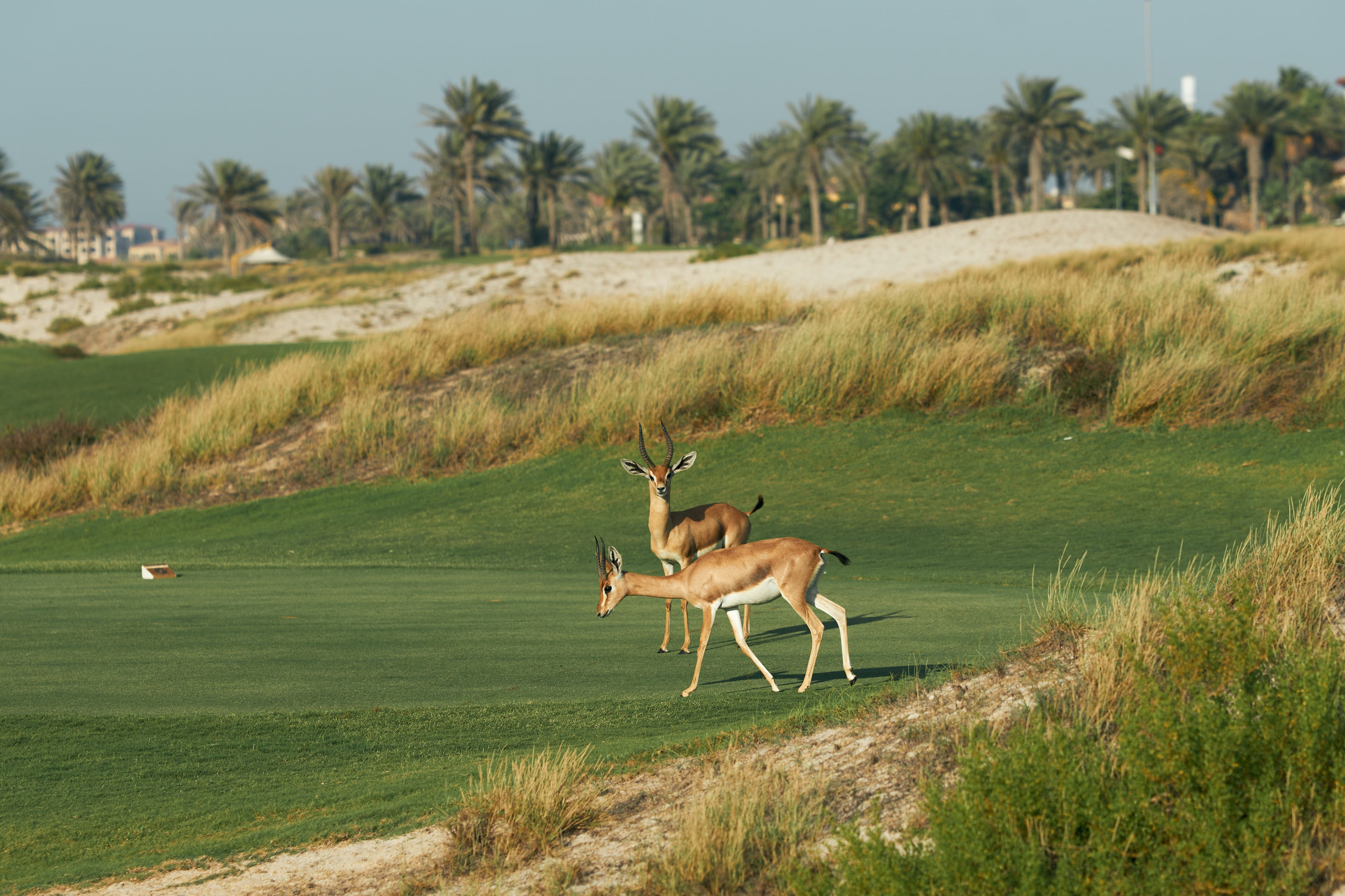 UAE GOLF. Фотограф Наталья Леонова