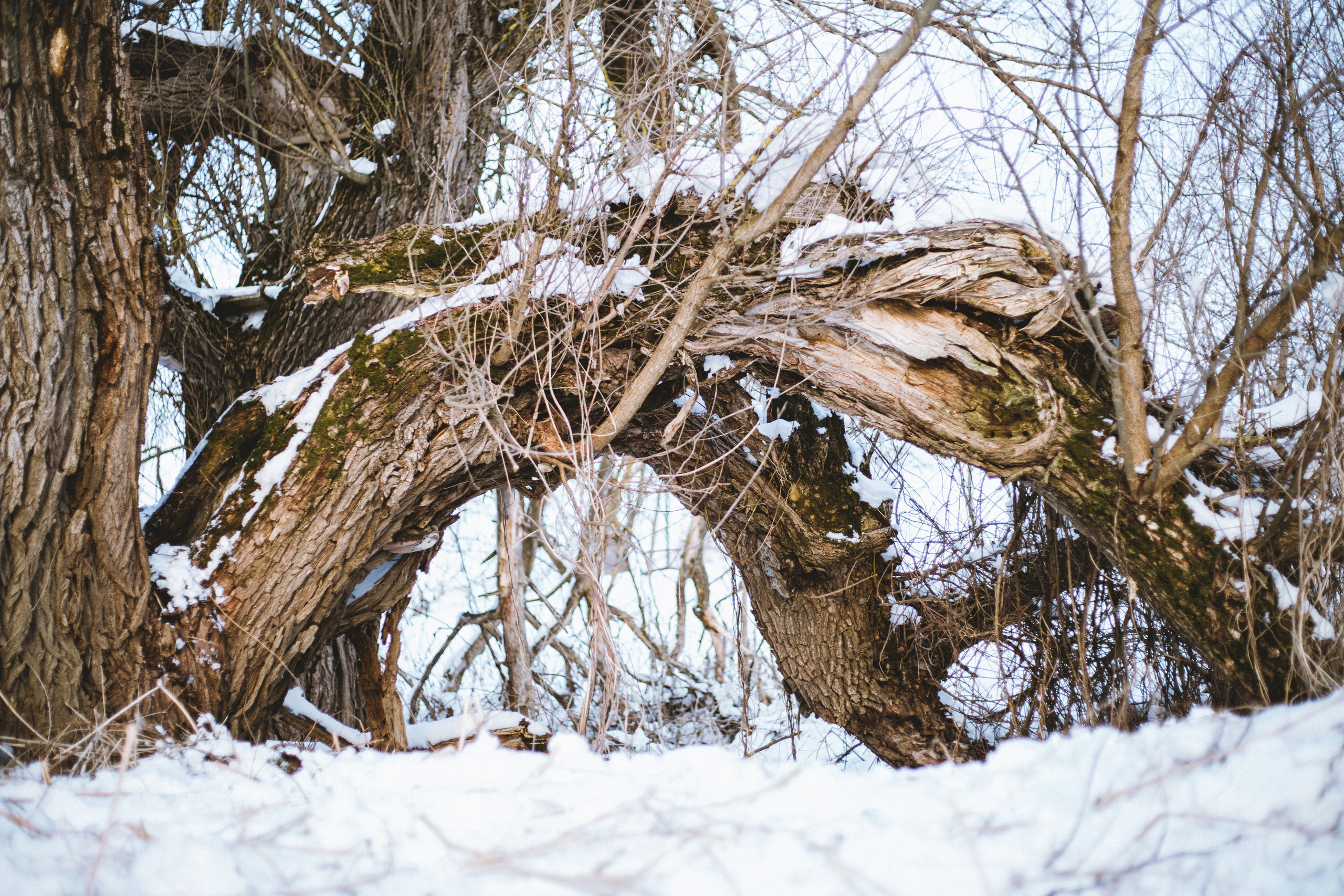 Природа и пейзажи. Нина Ковешникова