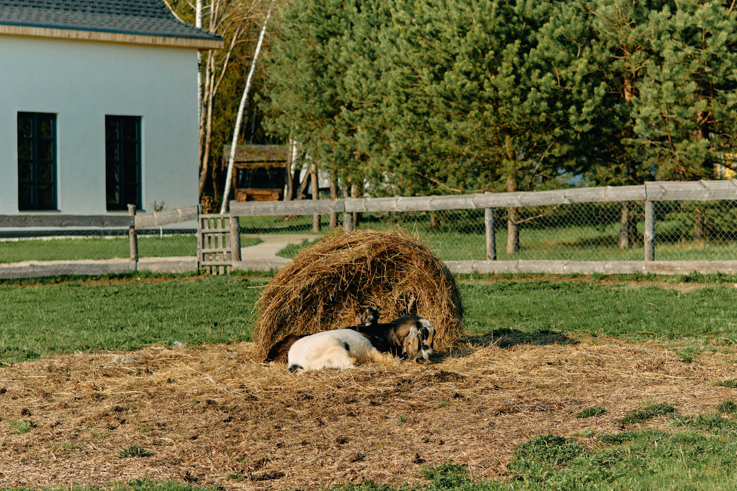 Бутик-отель Поле летом. Профессиональный Фотограф во Владимире, в Москве и в Суздале — Полина Романычева