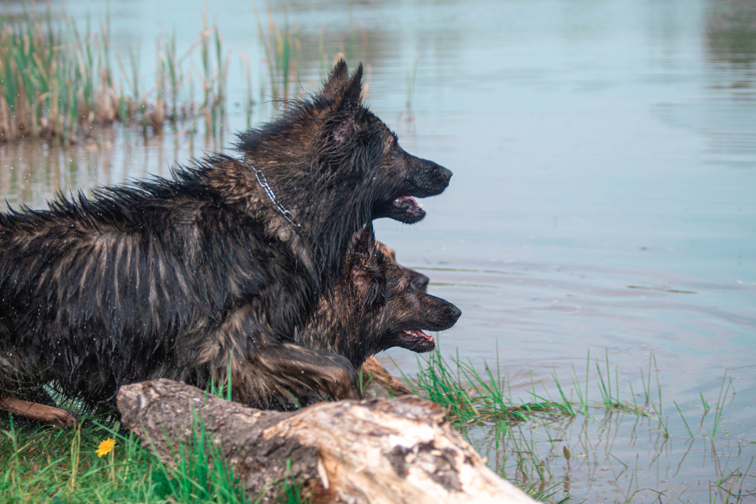 Фотосессии с животными Тула. Фотограф анималист — Тула, Москва