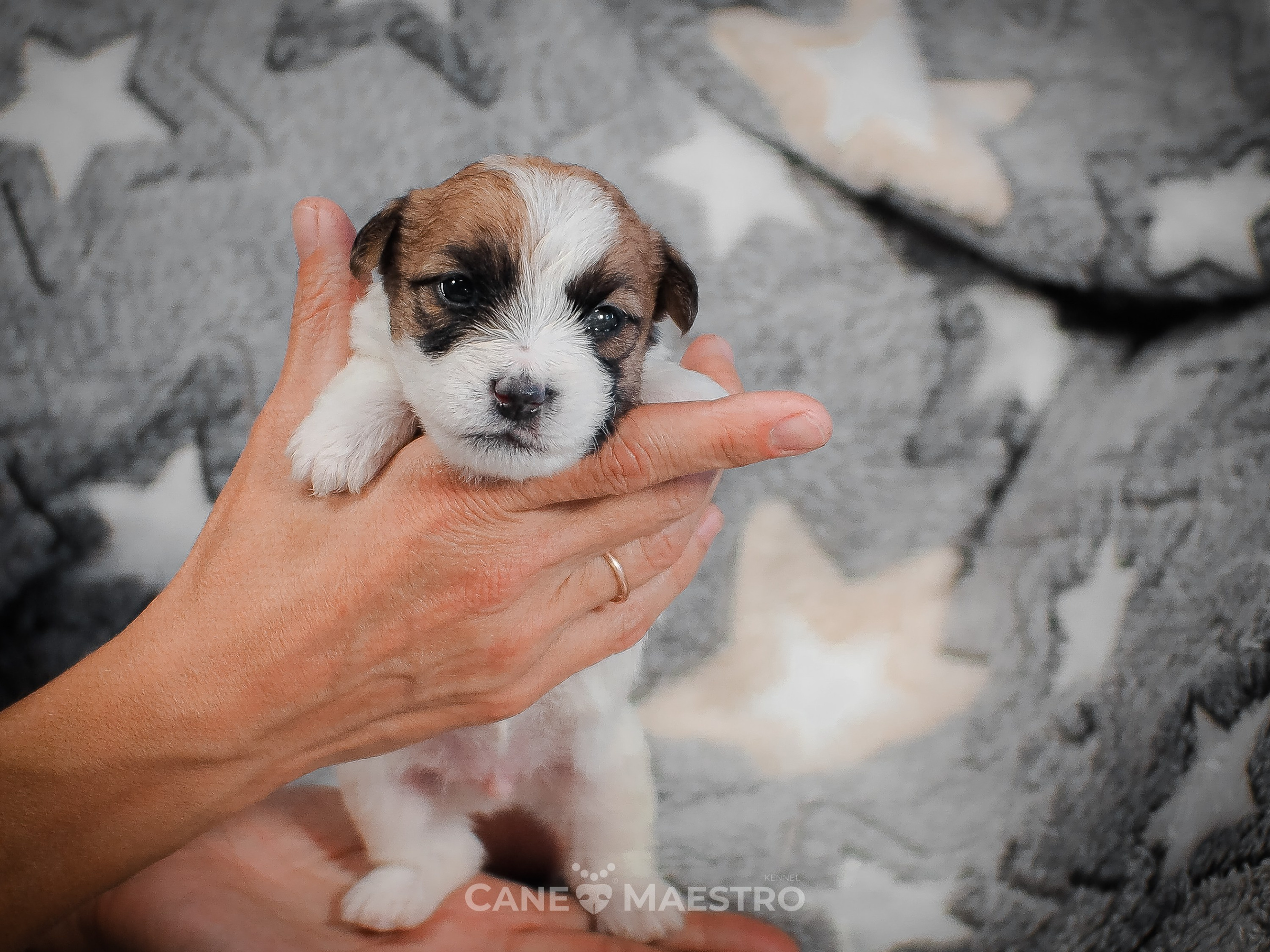 КобельZ1_ДРТ_брыж_27_08_25. CANE MAESTRO — kennel Jack Russell Terrier