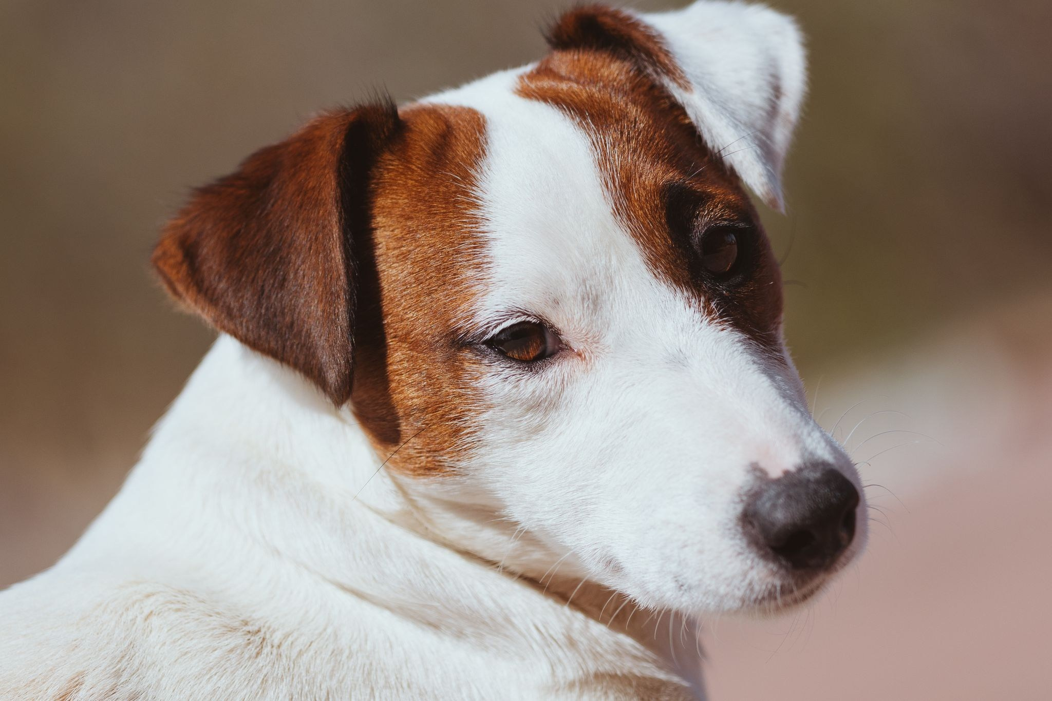 CANE MAESTRO MARSHMALLOW. CANE MAESTRO — kennel Jack Russell Terrier