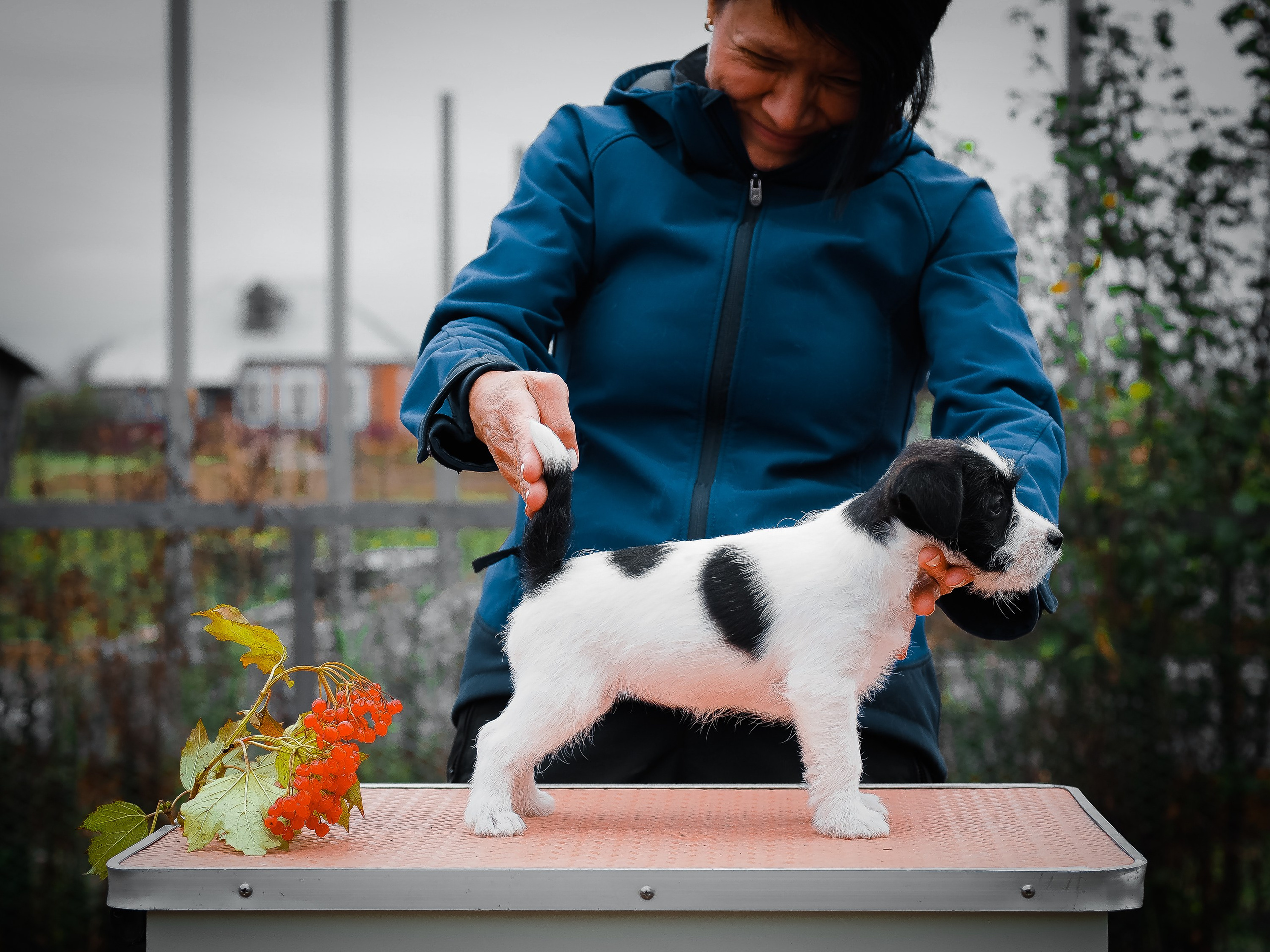 Бело-черная красавица джек-рассел-терьер. КАНЕ МАЭСТРО — питомник Джек рассел терьеров