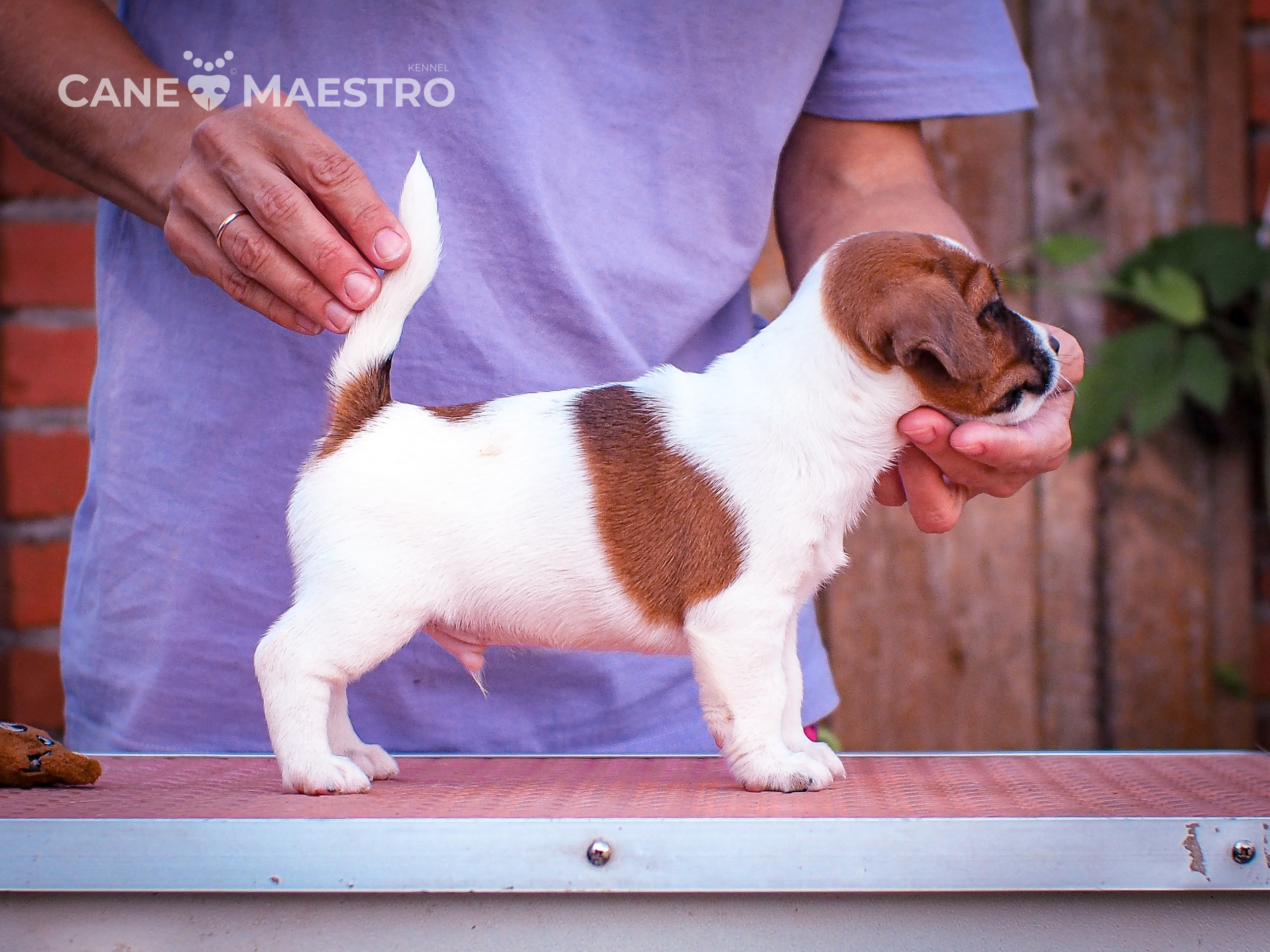 ЭМЕНТАЛЬ_КОБЕЛЬ. CANE MAESTRO — kennel Jack Russell Terrier