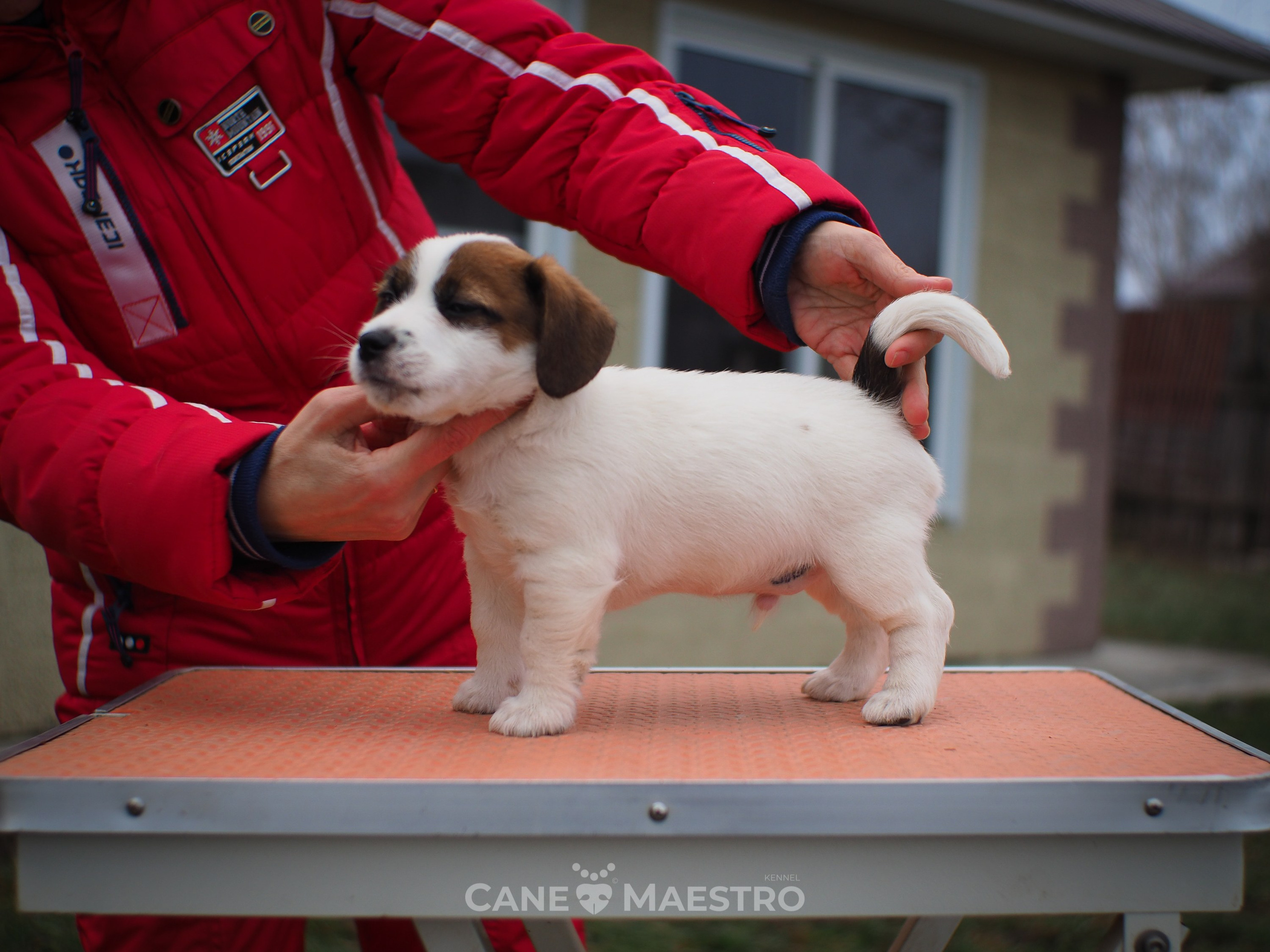 1КОБЛ_МОНОКЛЬ_Ц_ЛИТТЕР. CANE MAESTRO — kennel Jack Russell Terrier