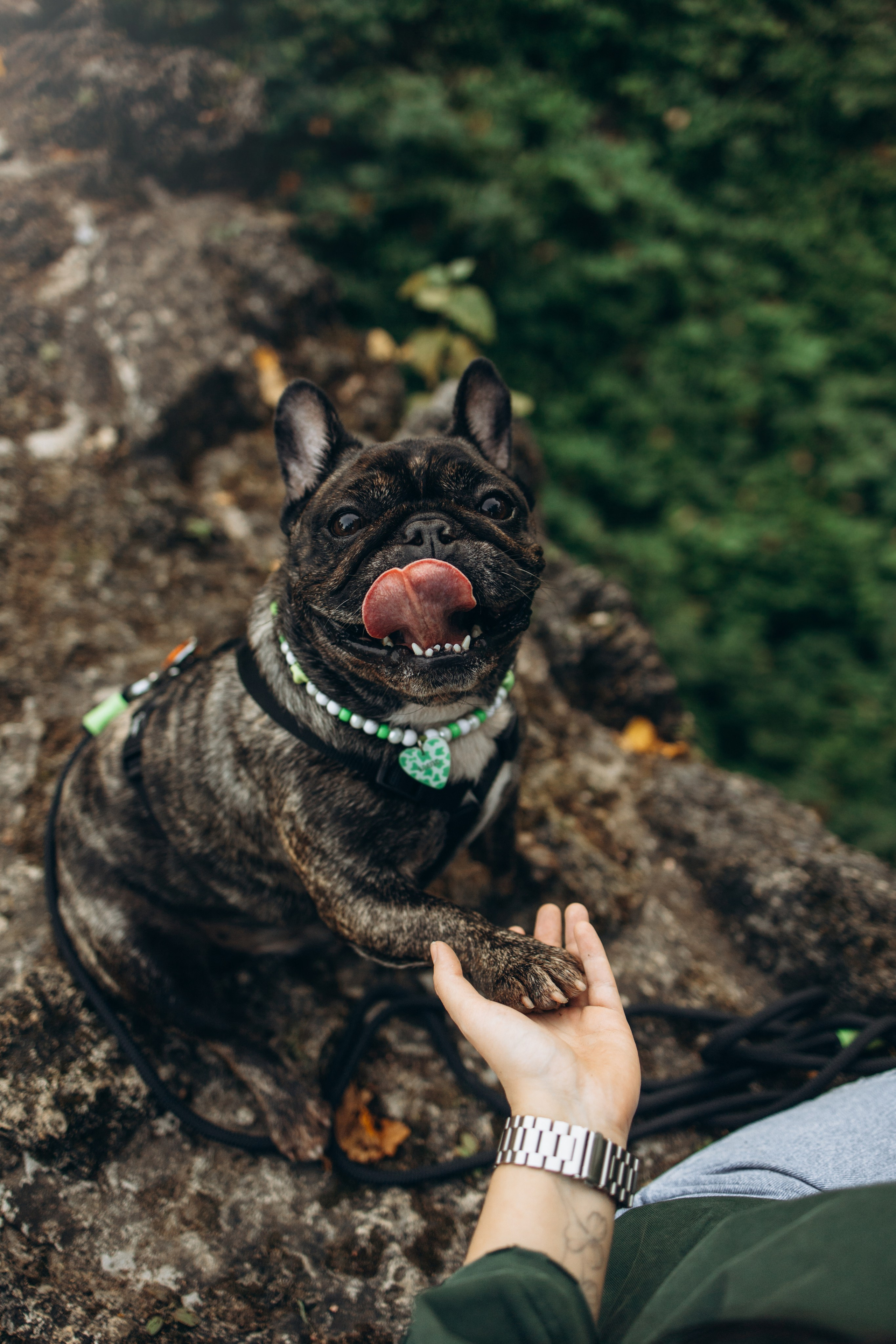 Олеся и Луи. Фотограф — Анималист | Санкт-Петербург