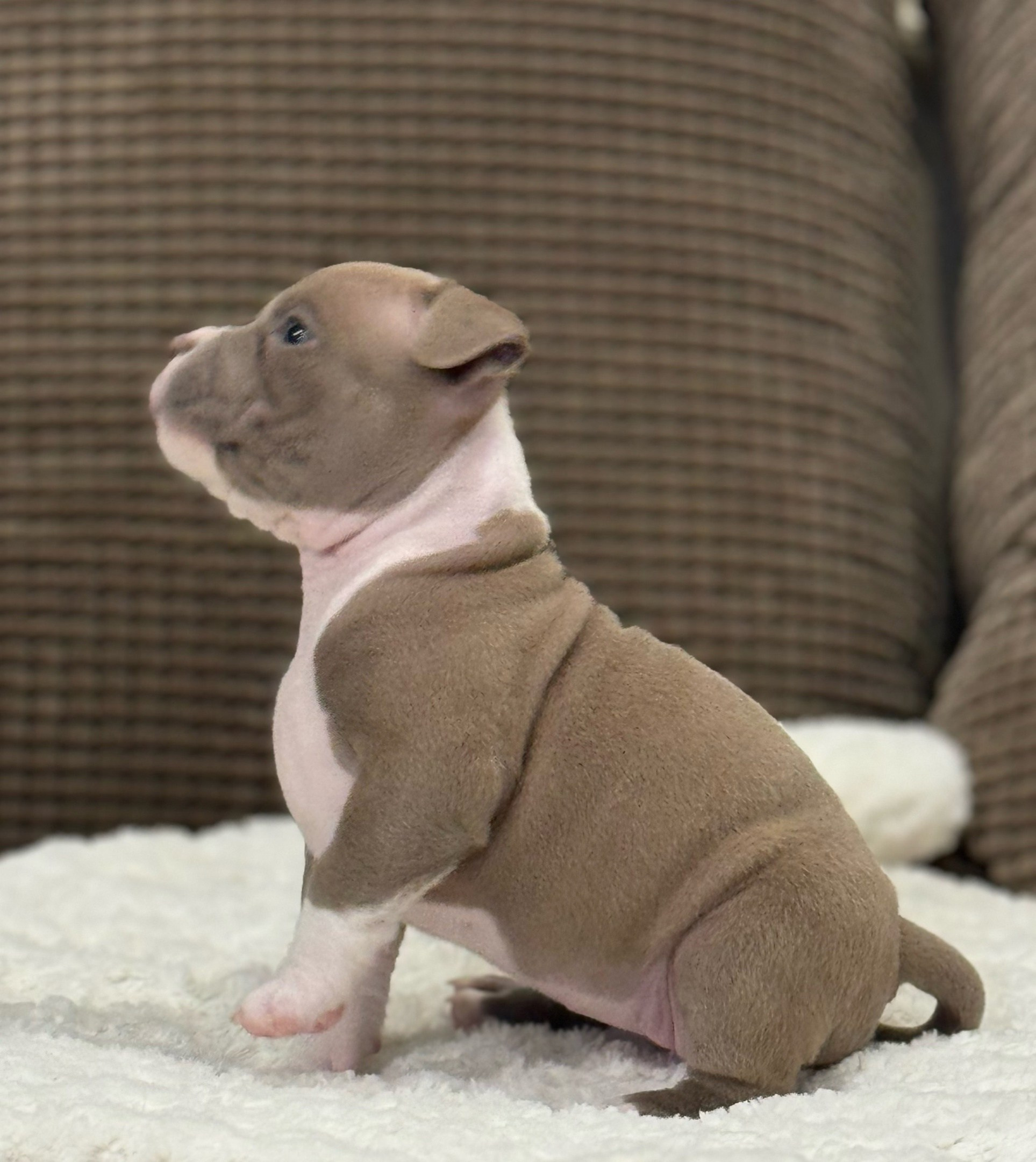 кобель на вязку American Bully в Новосибирске