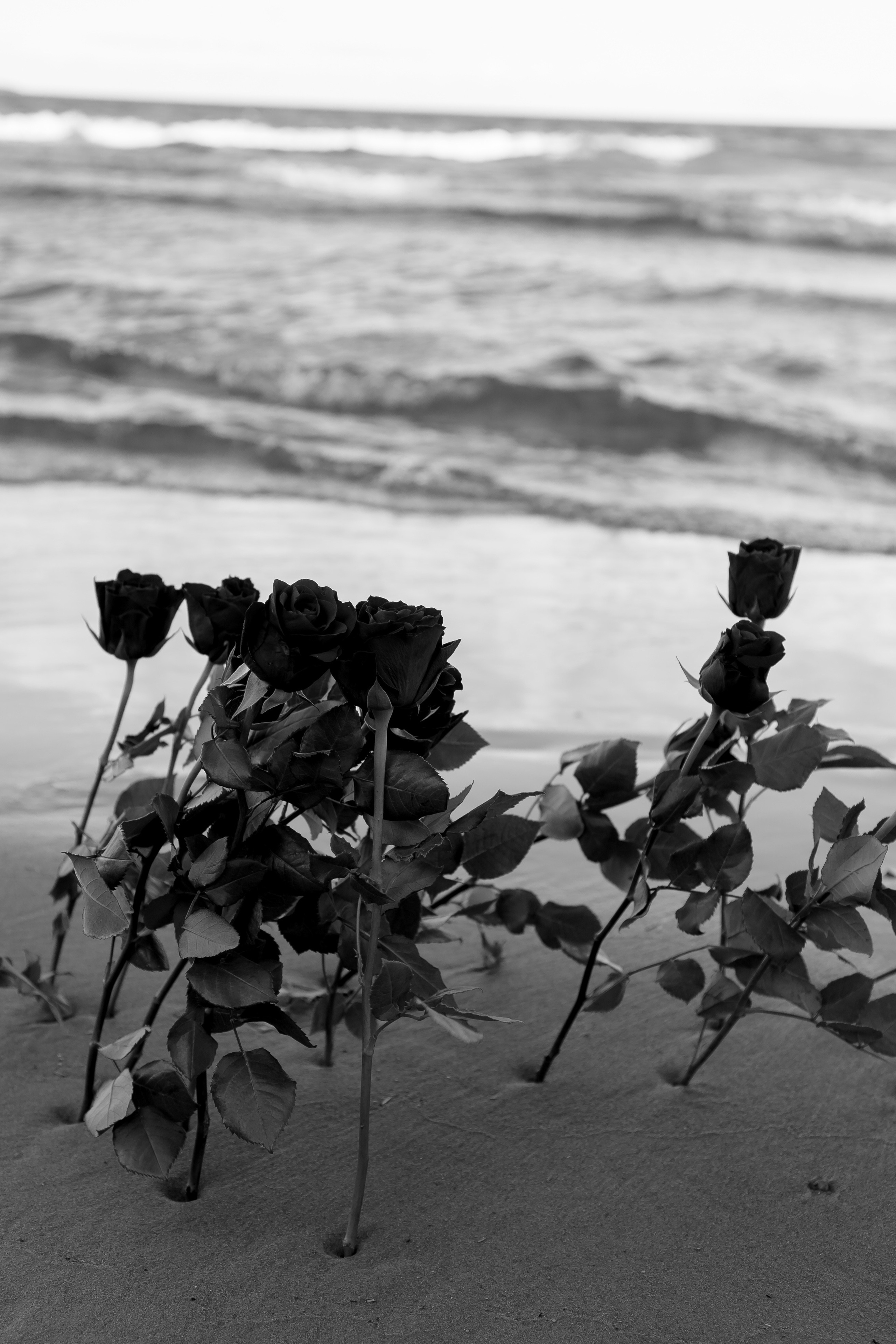 Розы. Профессиональный фотограф, Санкт-Петербург — Виктория Богомолова