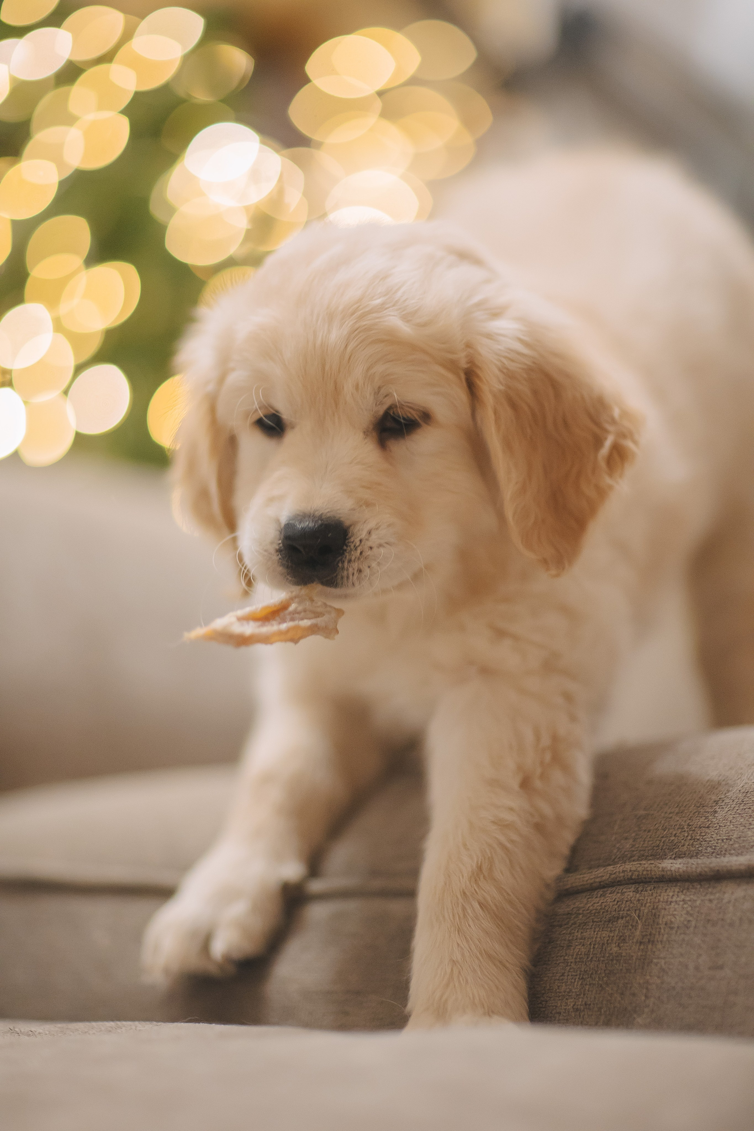 Снежик и Веста, НГ. Свадебный и женский фотограф
