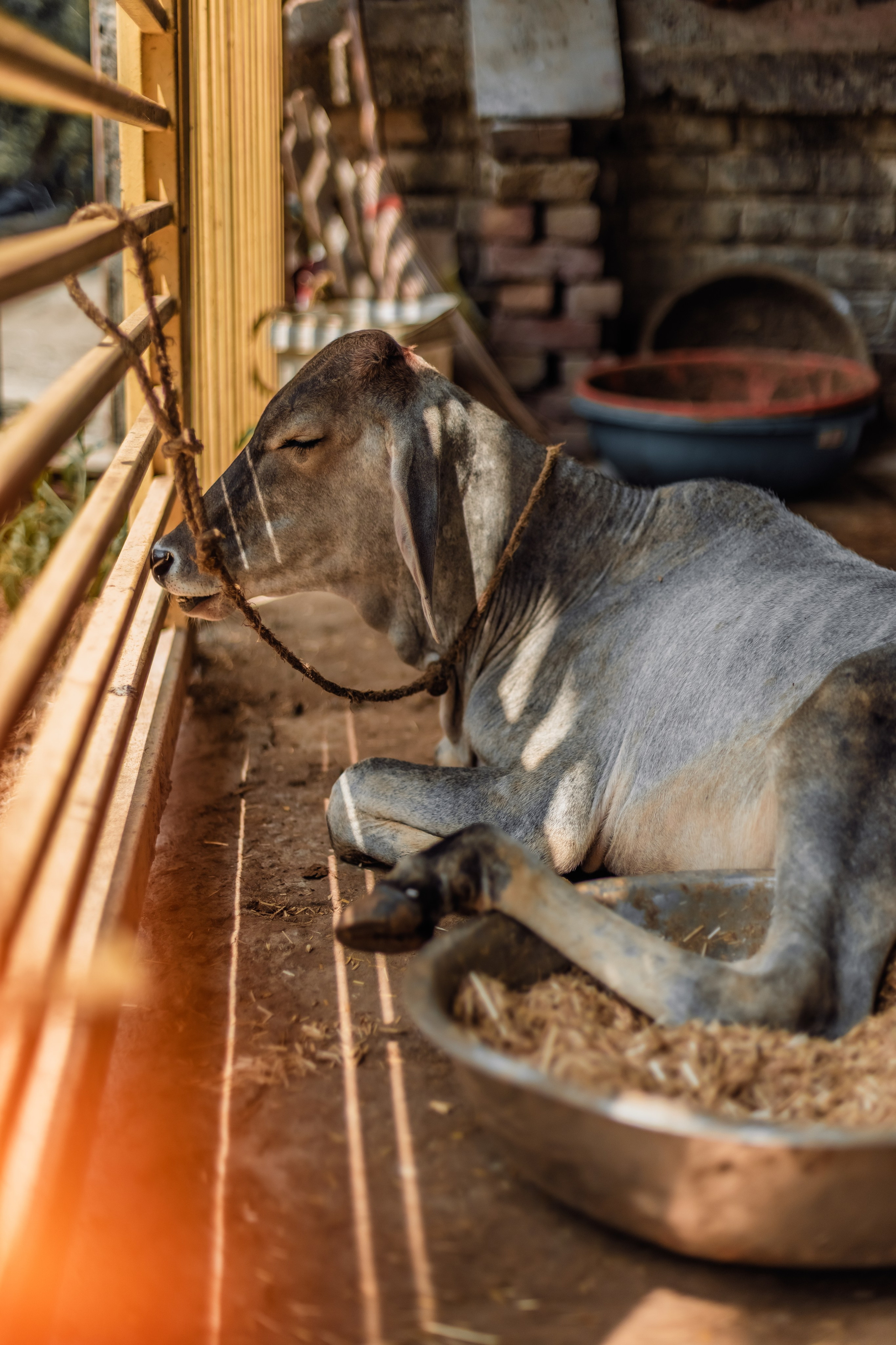 Devraha baba ji ashram life 2025. Mariam Bagdasaryan