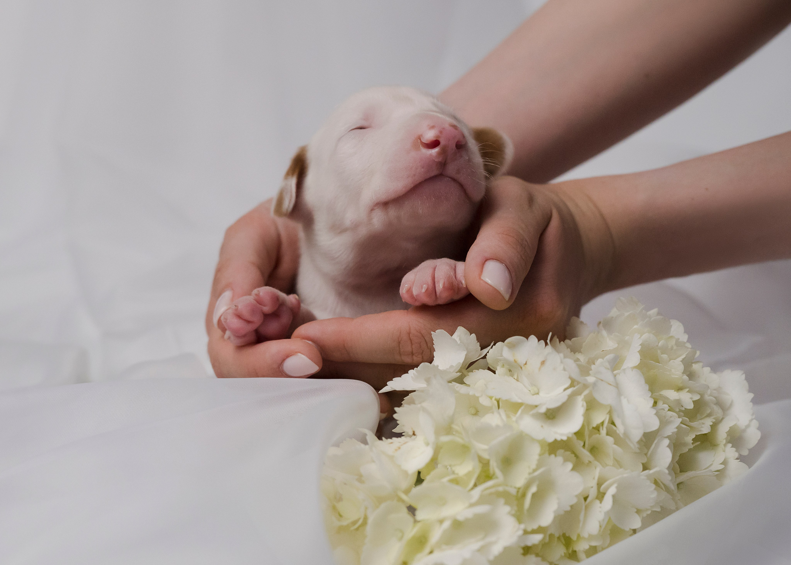 Поденки ибиценки. Фотограф- анималист Александра Матвеева