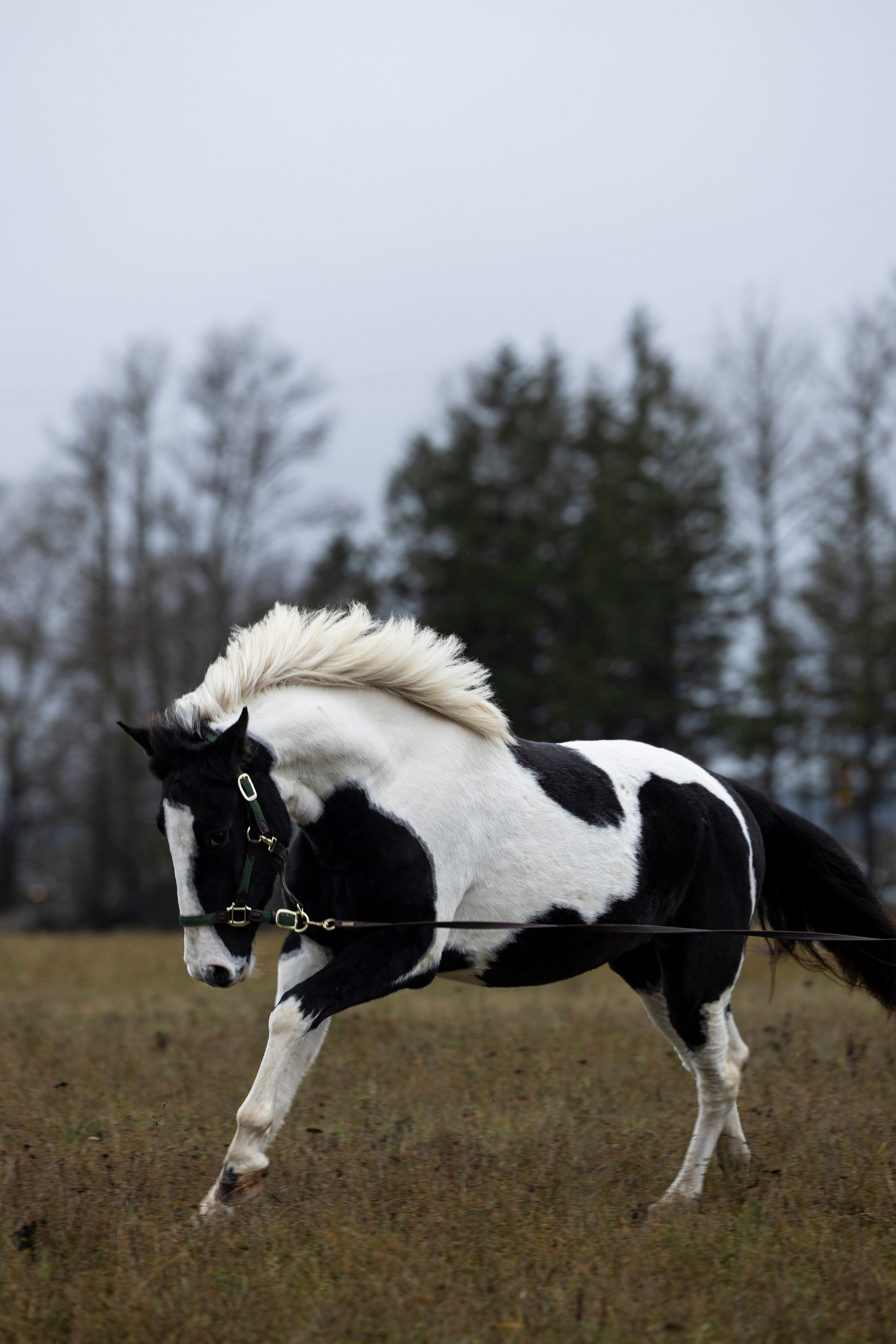Дракарис и Кейси. Фотограф-анималист Анна Маринич