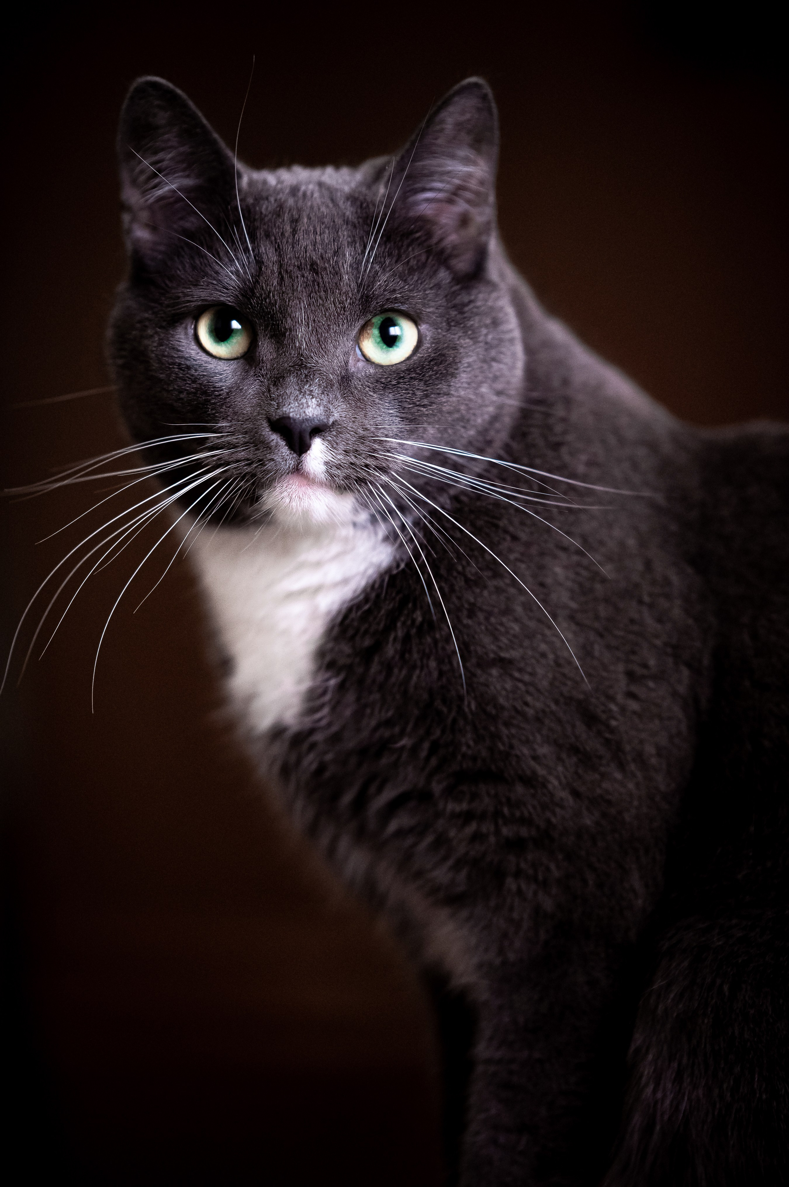 Кошки. Фотограф-анималист в Санкт-Петербурге Анастасия Иванова