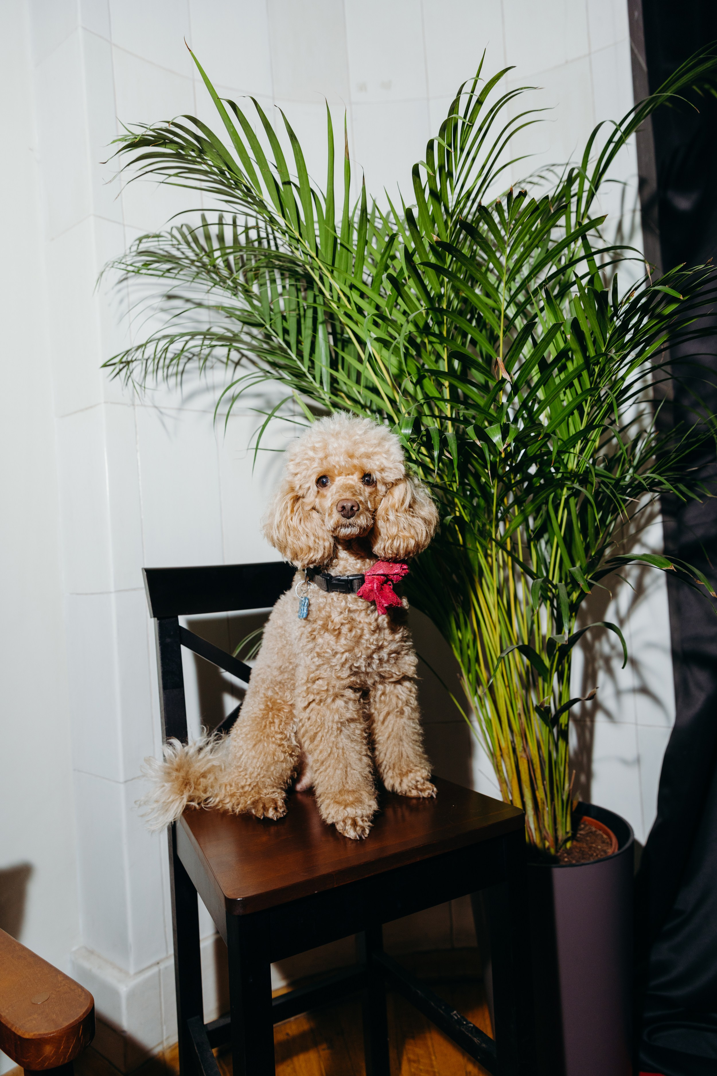 Светская хвостатая хроника. Аксана Лисовская фотограф в Москве. Фотографии с характером
