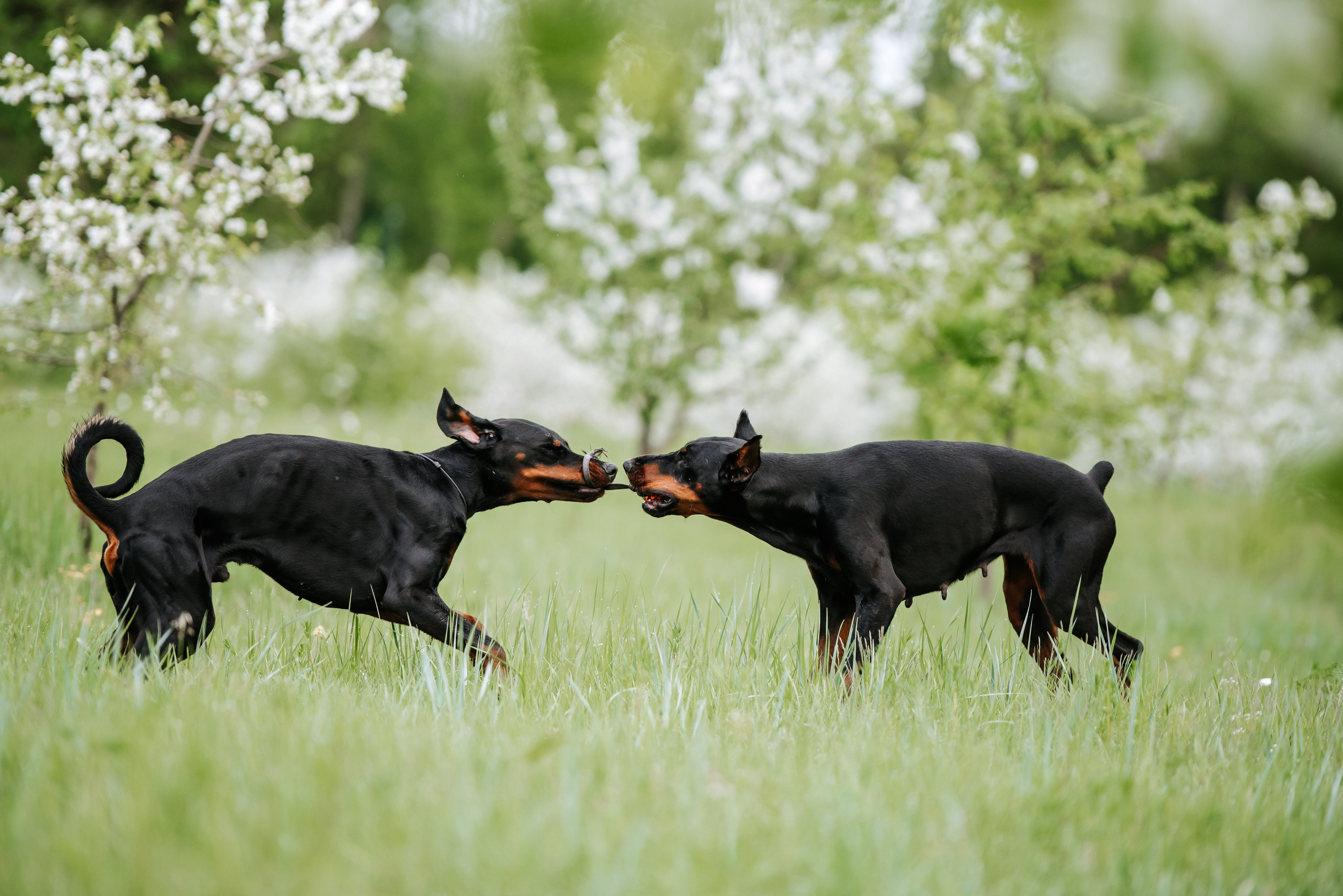 Цветение с доберманами. Фотограф Диана Оленина Красноярск / Братск