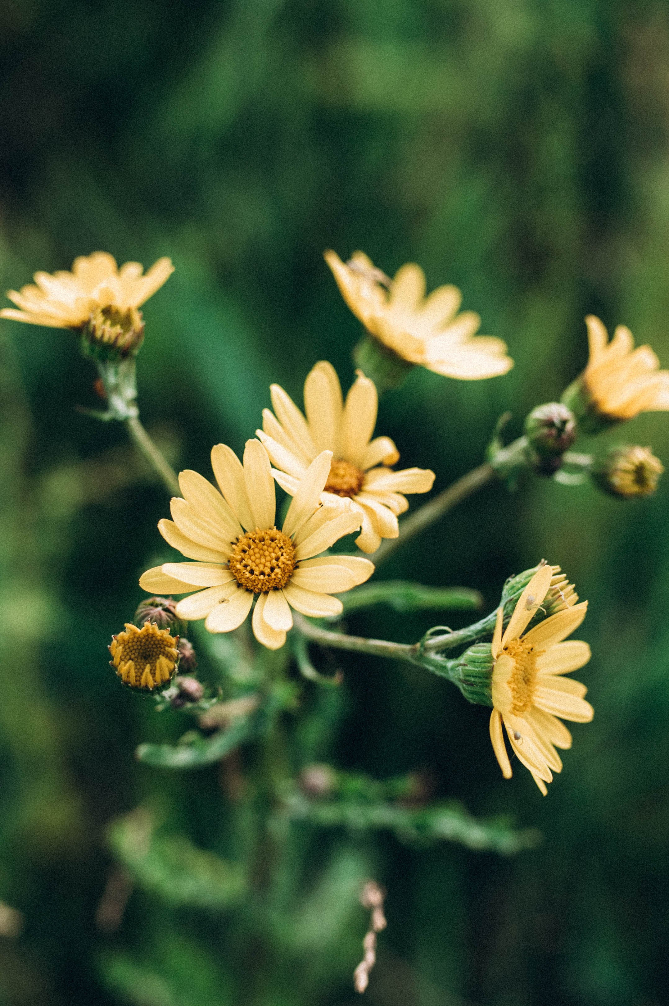 Денис и Лена. Свадебный и семейный фотограф в Чите Юлия Оранская