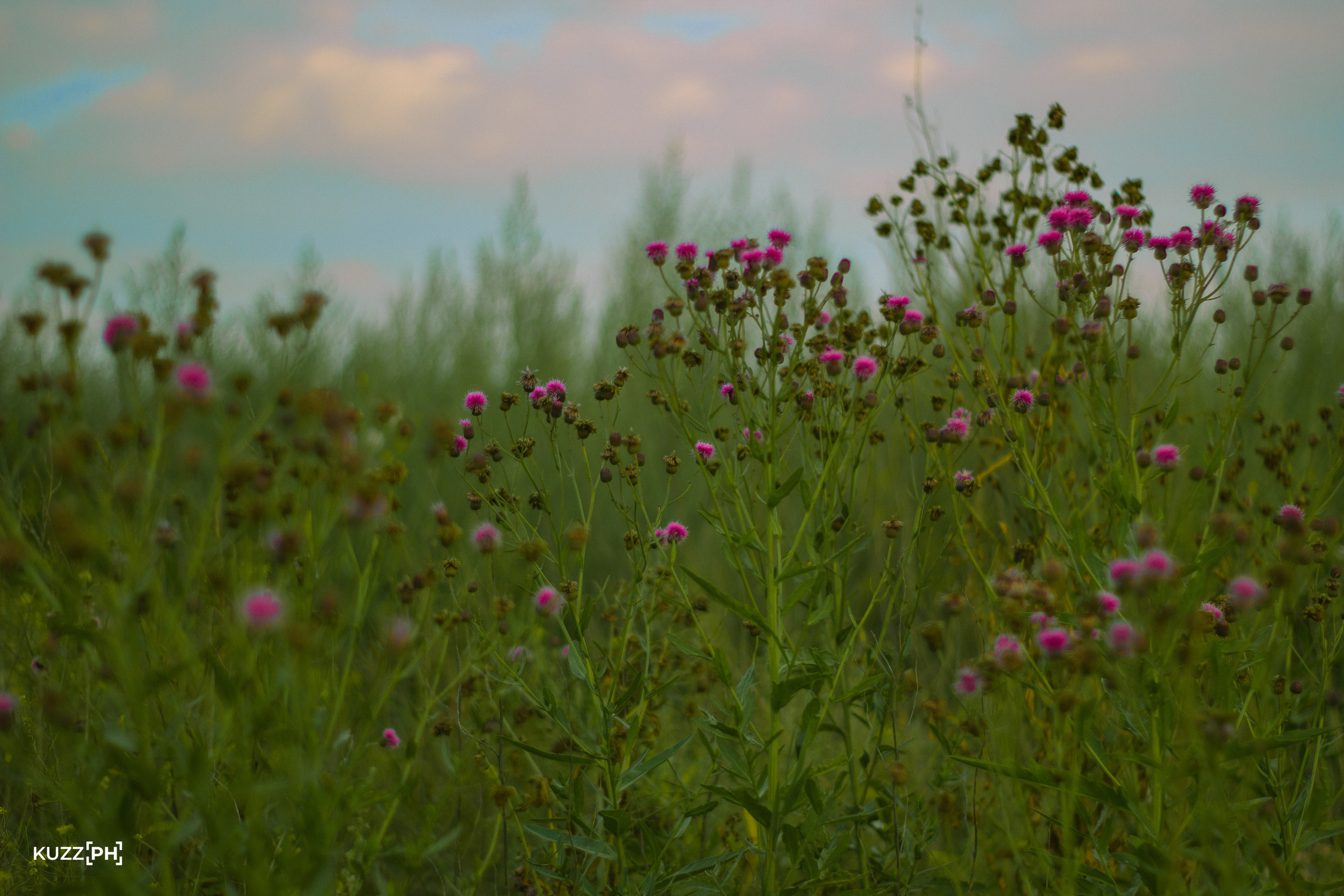 02.08.2024 | Сосновоборск. Kuznetsov | Фотограф в Красноярске